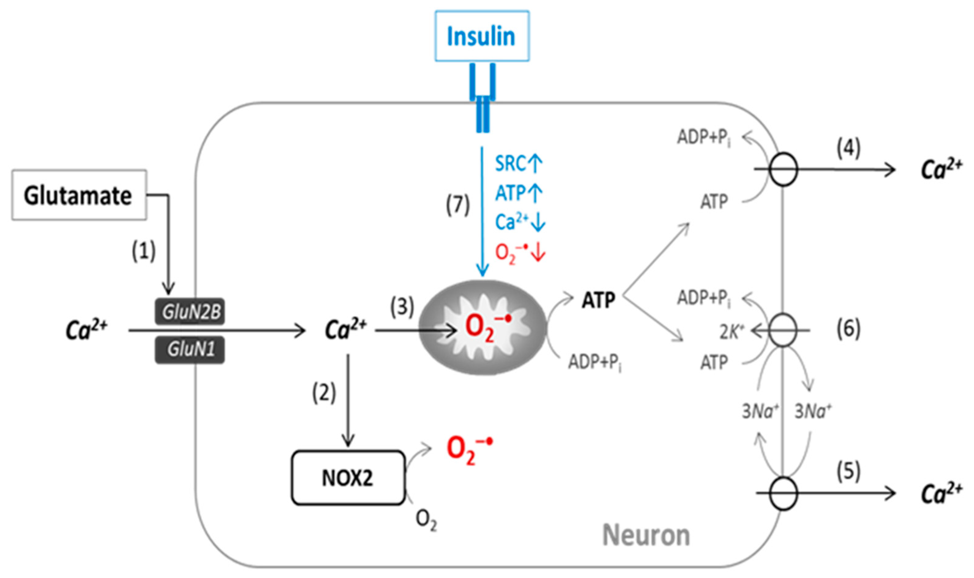 Ijms 23 12593 g005 Ijms 23 12593 g005