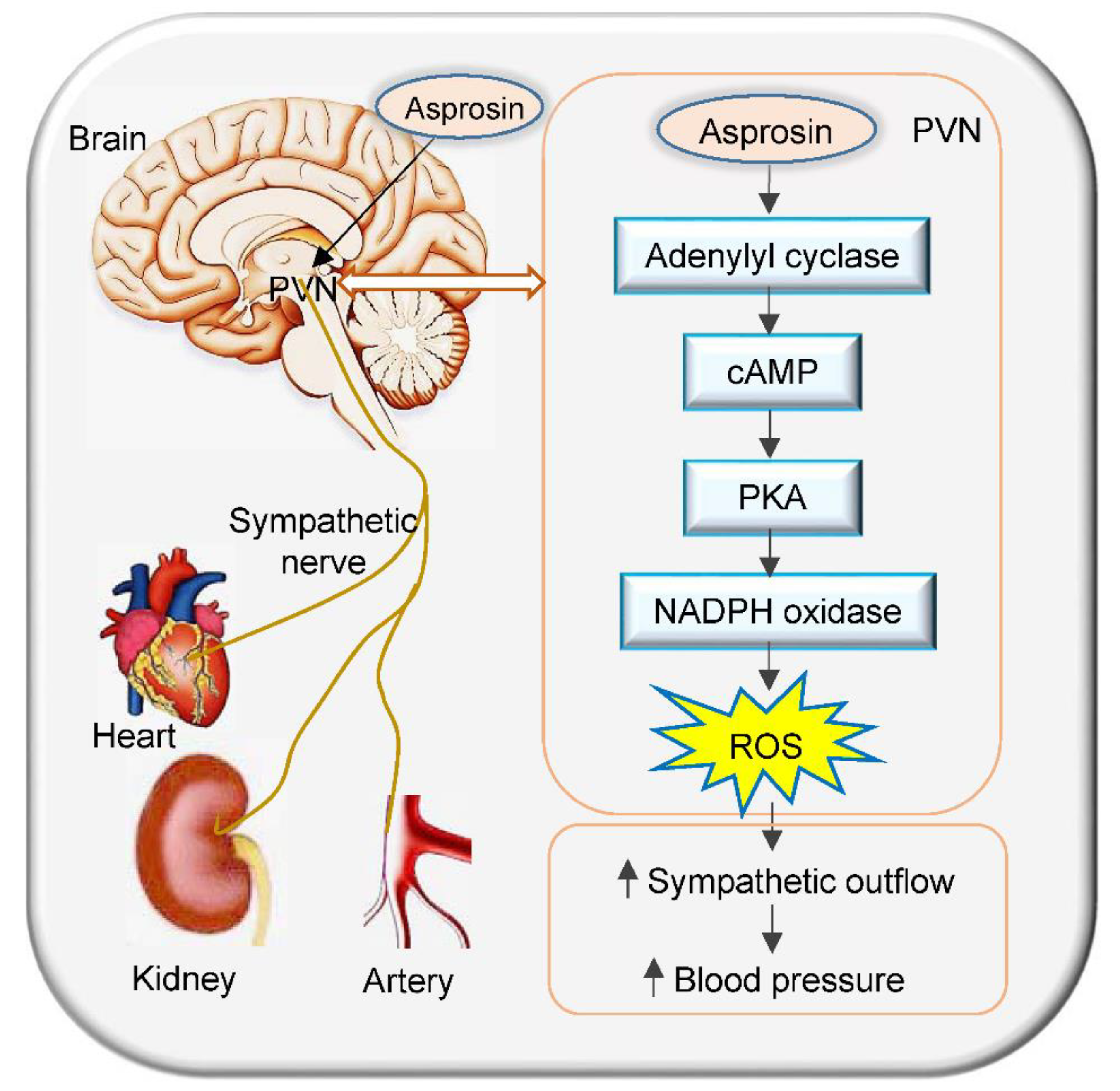 Ijms 23 12595 g007 Ijms 23 12595 g007