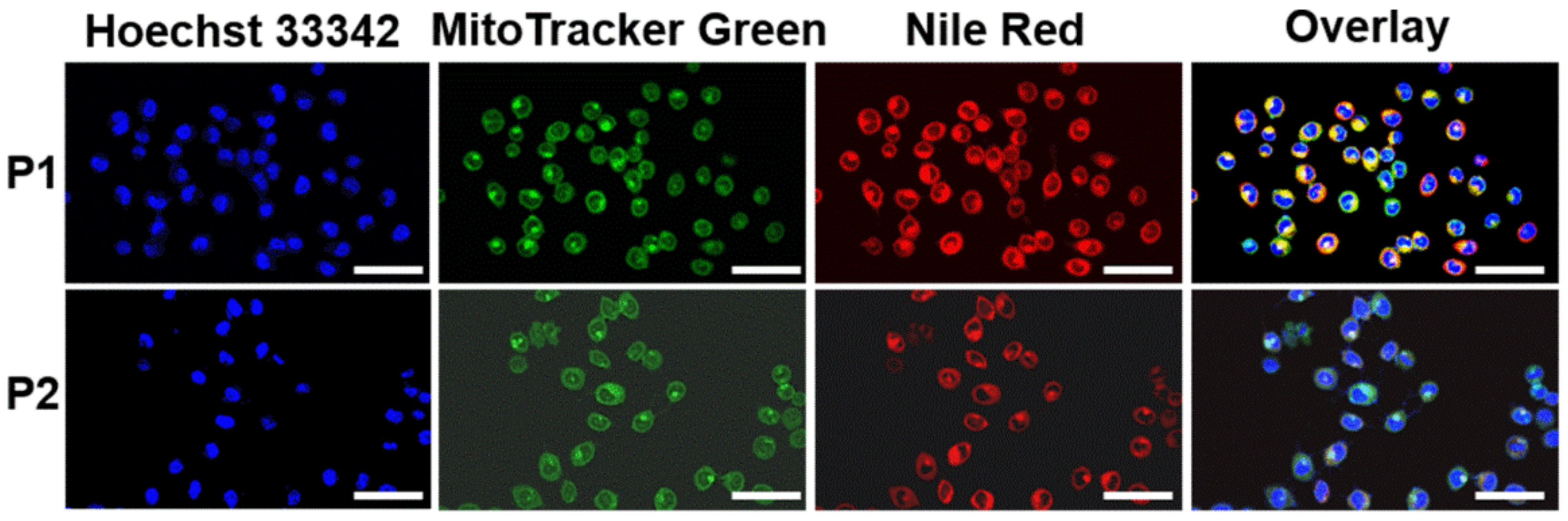 Ijms 23 12624 g006 Ijms 23 12624 g006