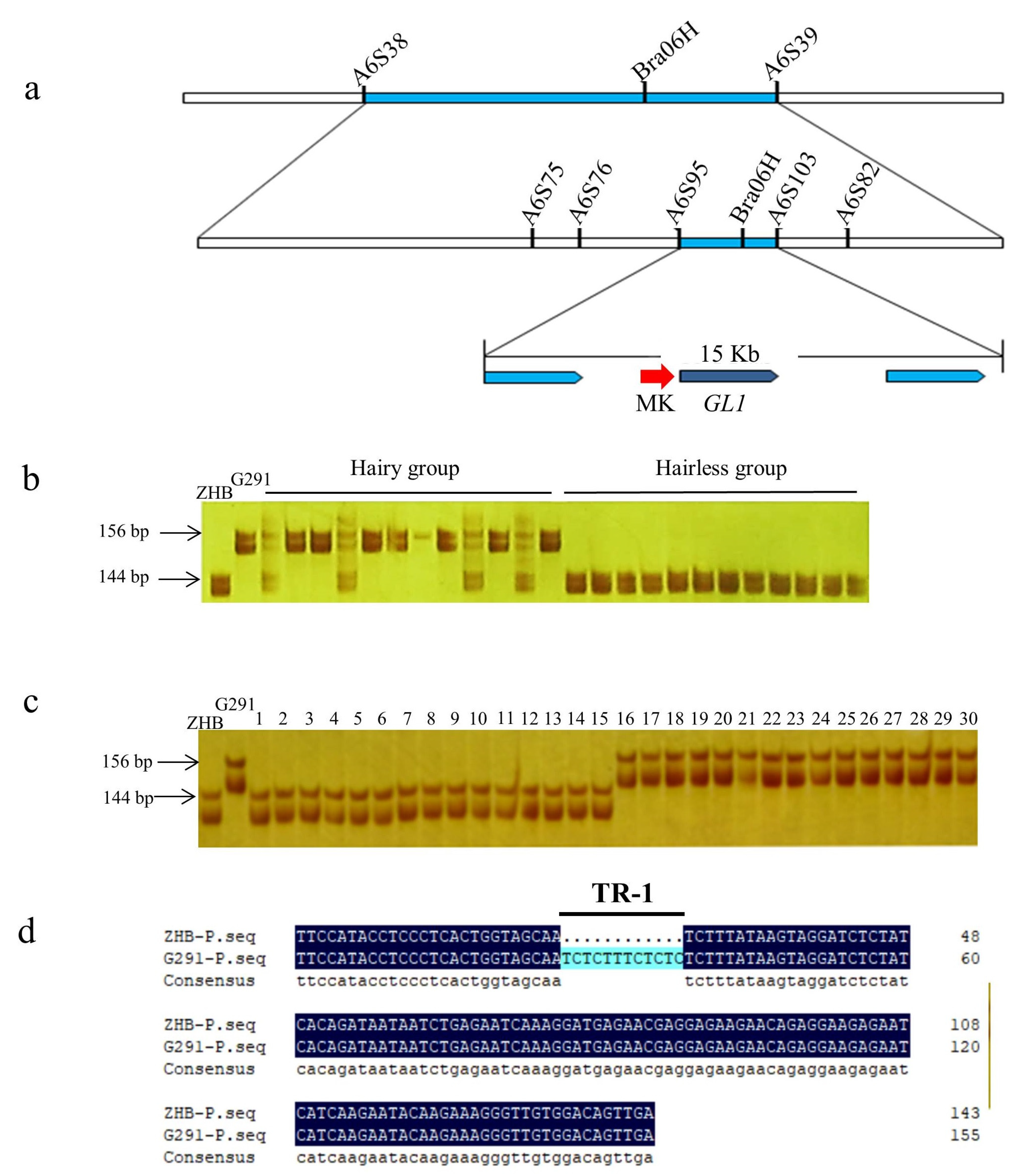 Genome-wide transcriptome analysis reveals molecular pathways involved in  leafy head formation of Chinese cabbage (Brassica rapa)