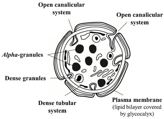 platelet structure