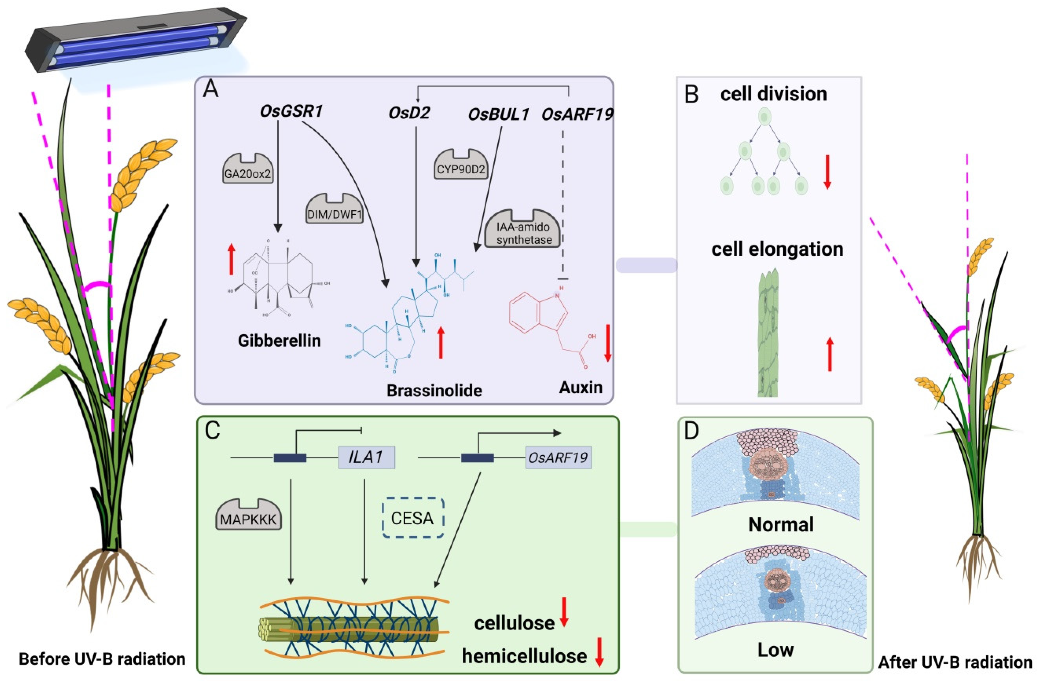 Ijms 23 12776 g010 Ijms 23 12776 g010