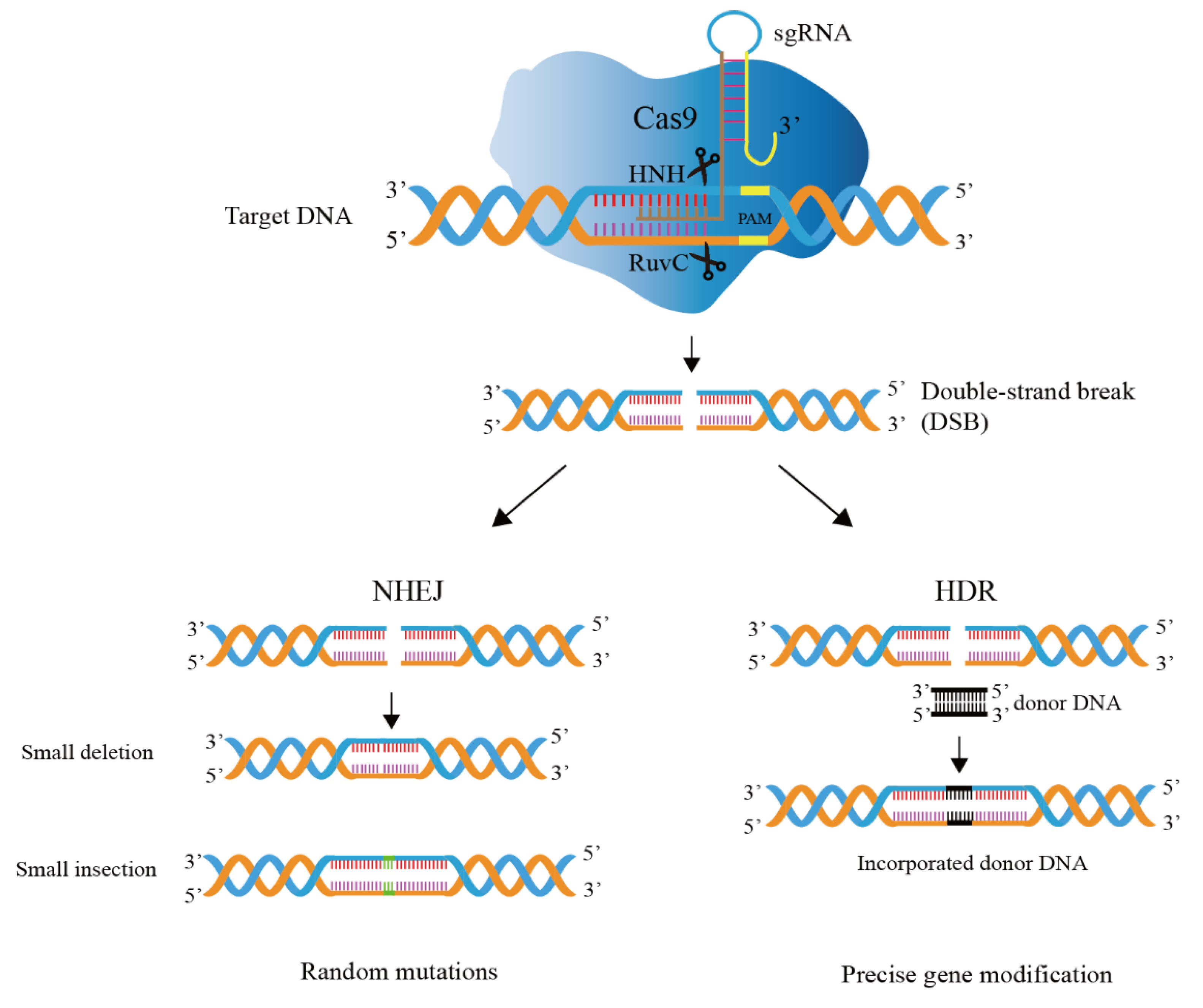 IJMS | Free Full-Text | Development And Applications Of CRISPR/Cas9 ...