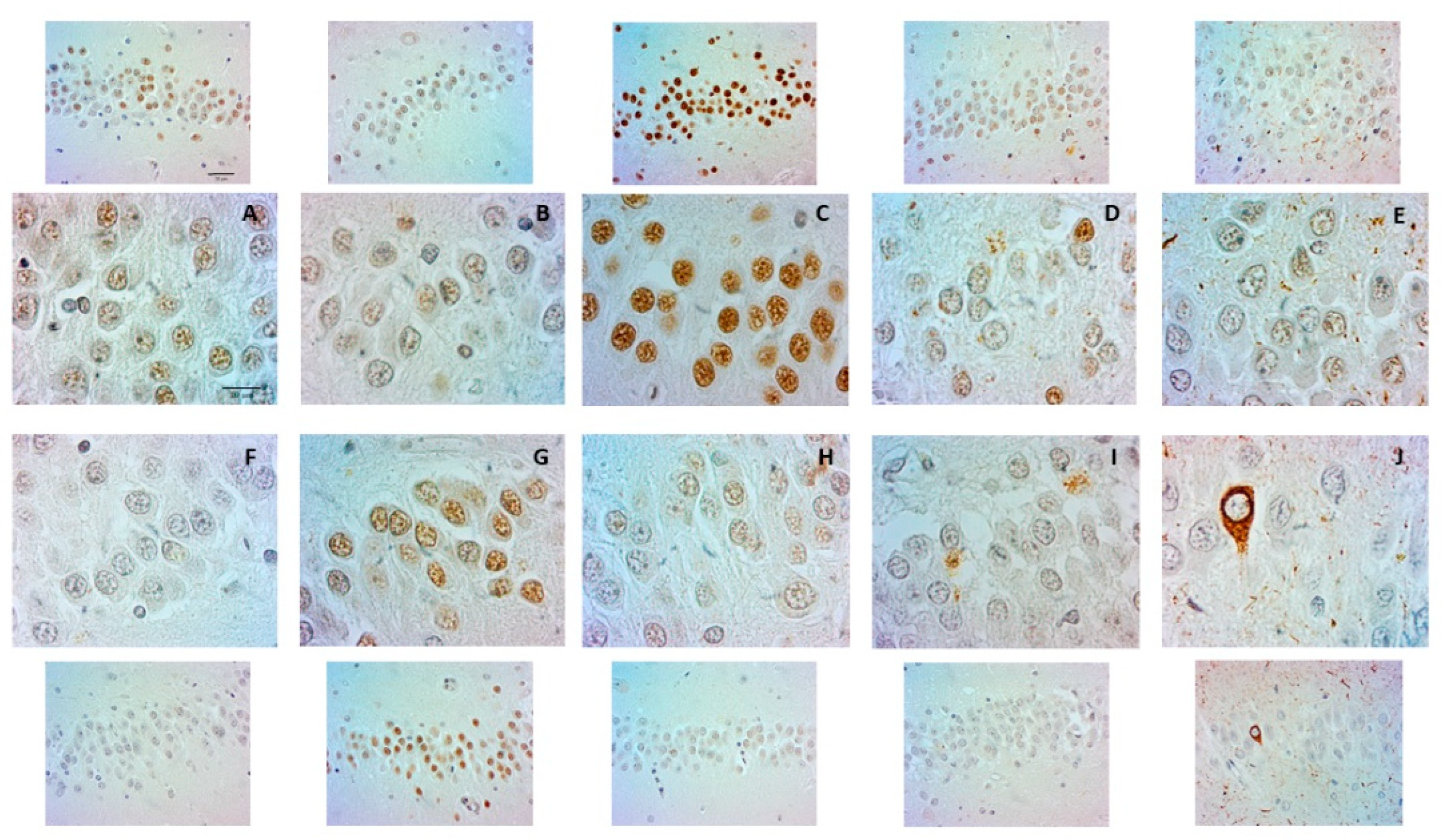 Ijms 23 12873 g003 Ijms 23 12873 g003