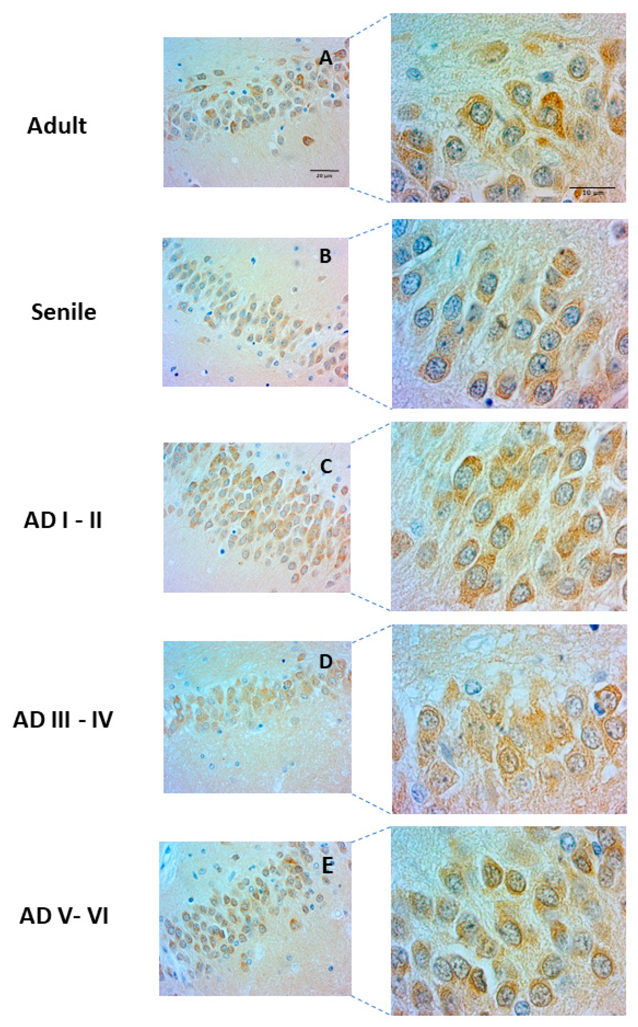 Ijms 23 12873 g005 Ijms 23 12873 g005