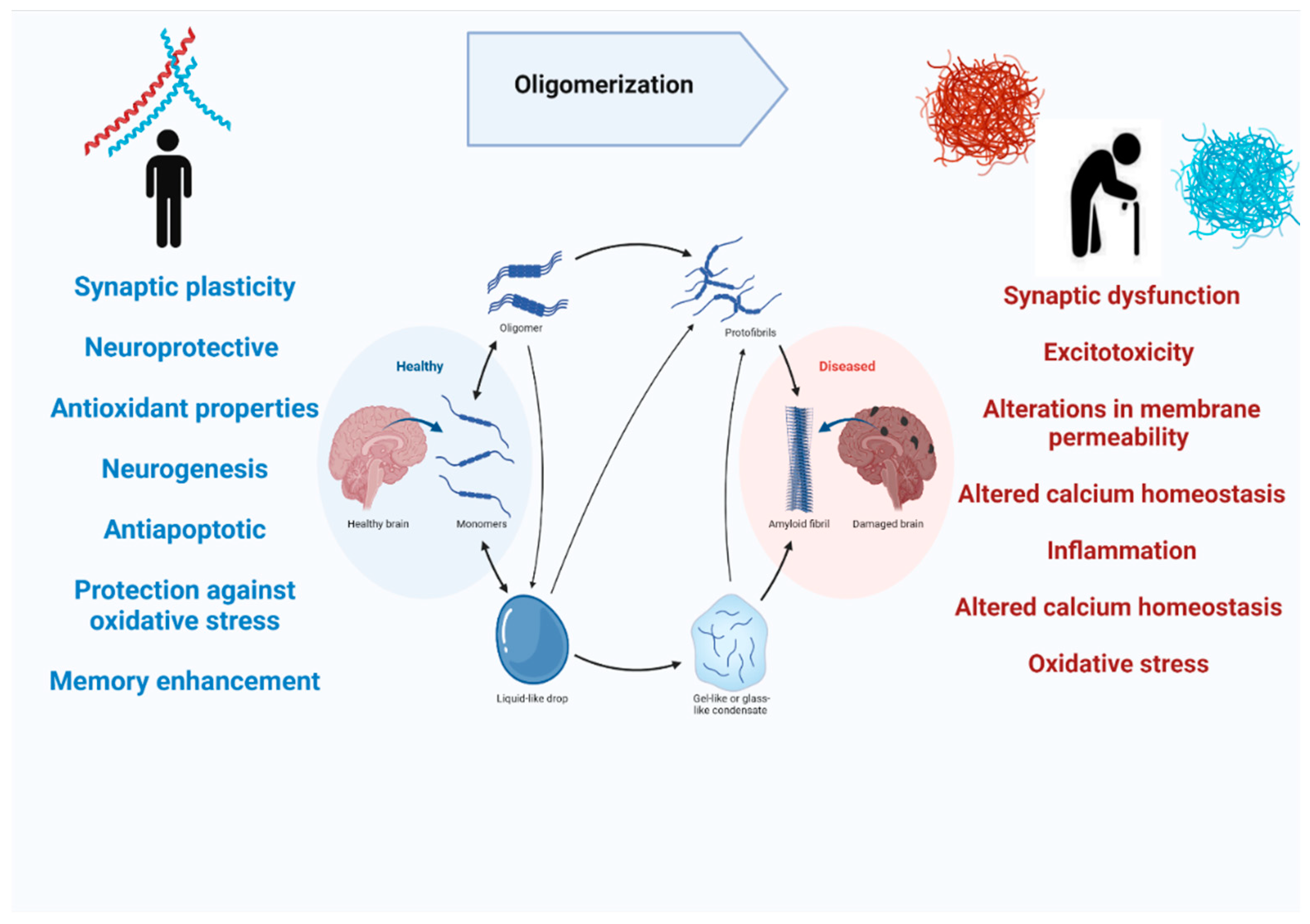 Ijms Free Full Text Amyloid Beta In Aging And Alzheimers Disease 