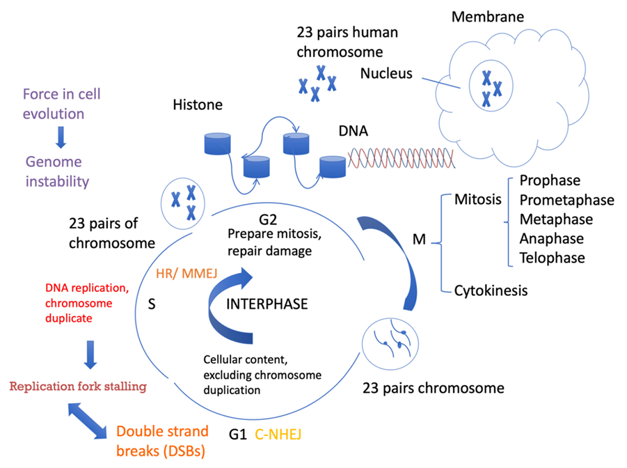 Ijms 23 12937 g001 Ijms 23 12937 g001