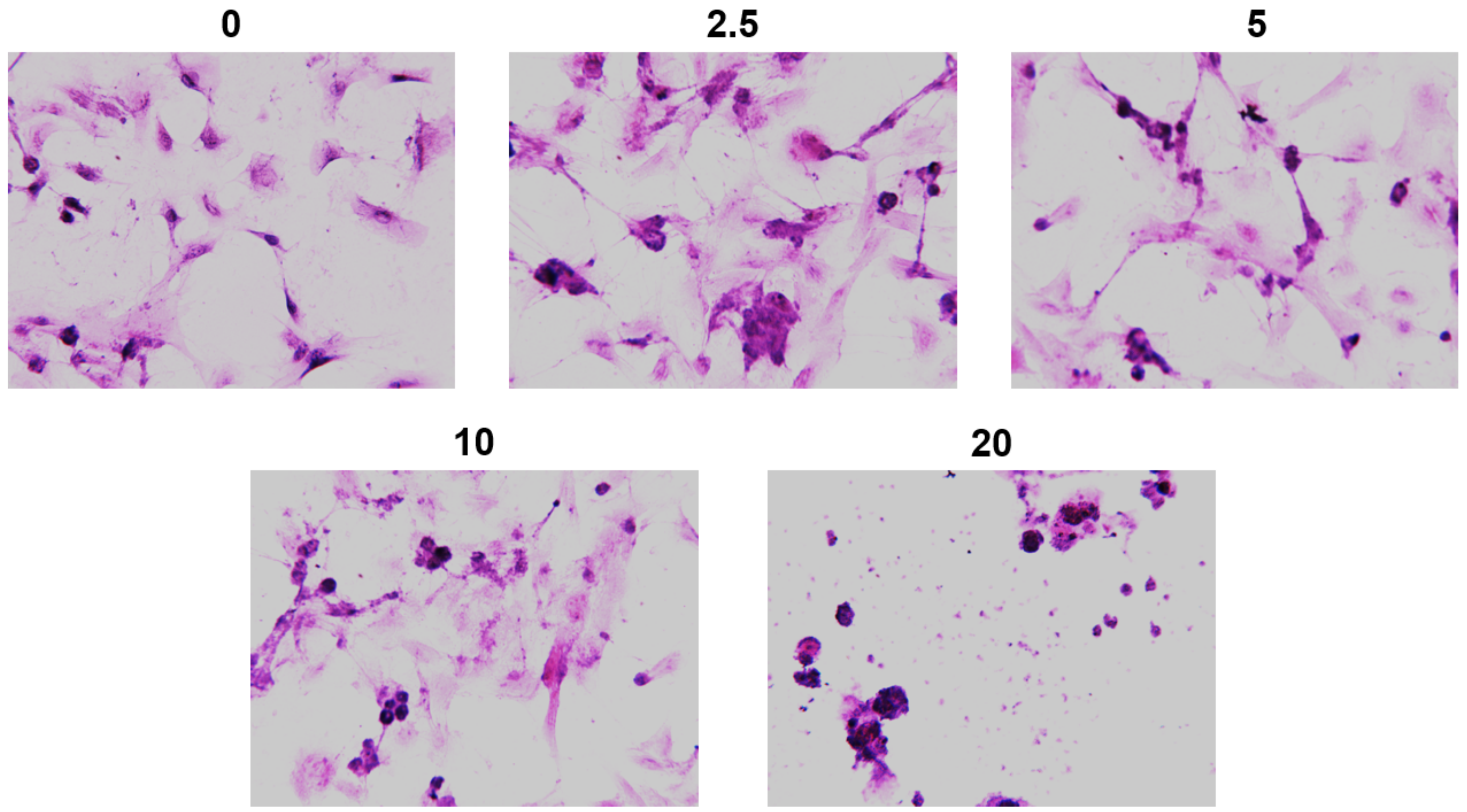 Ijms 23 12940 g004 Ijms 23 12940 g004