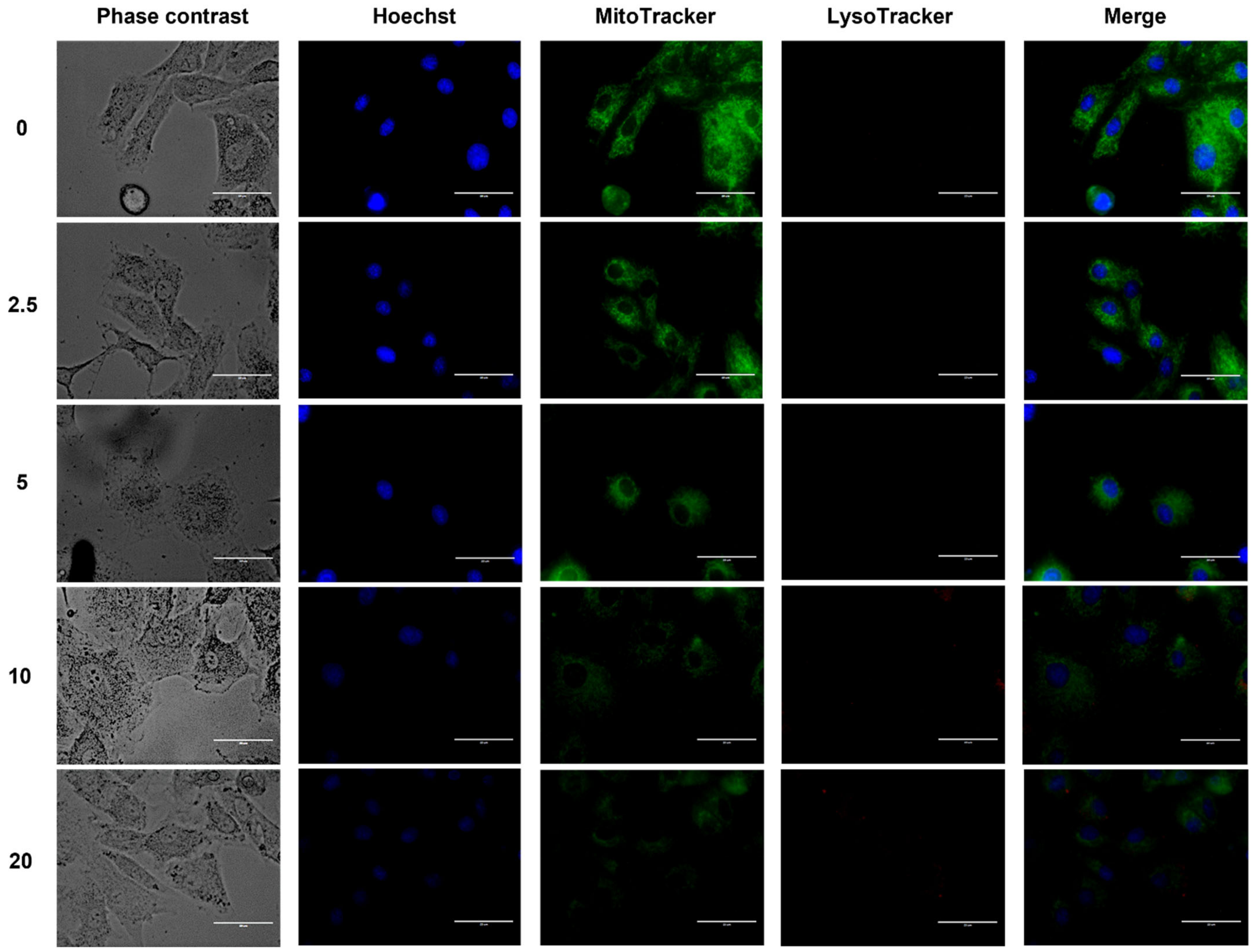 Ijms 23 12940 g007 Ijms 23 12940 g007