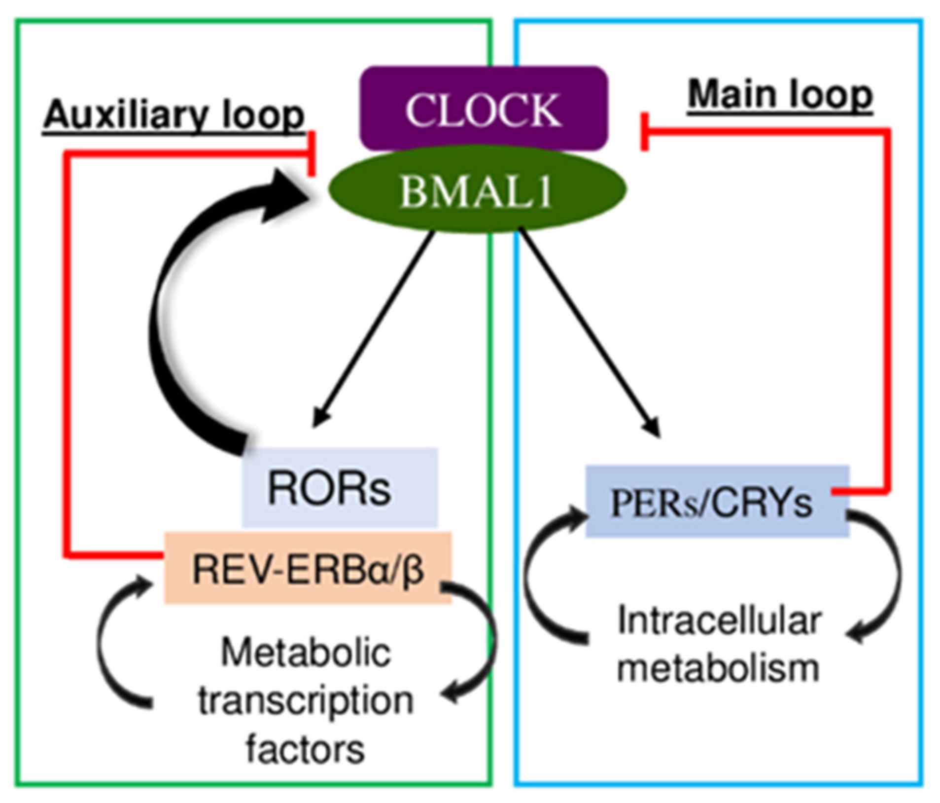 Ijms 23 12954 g003 Ijms 23 12954 g003