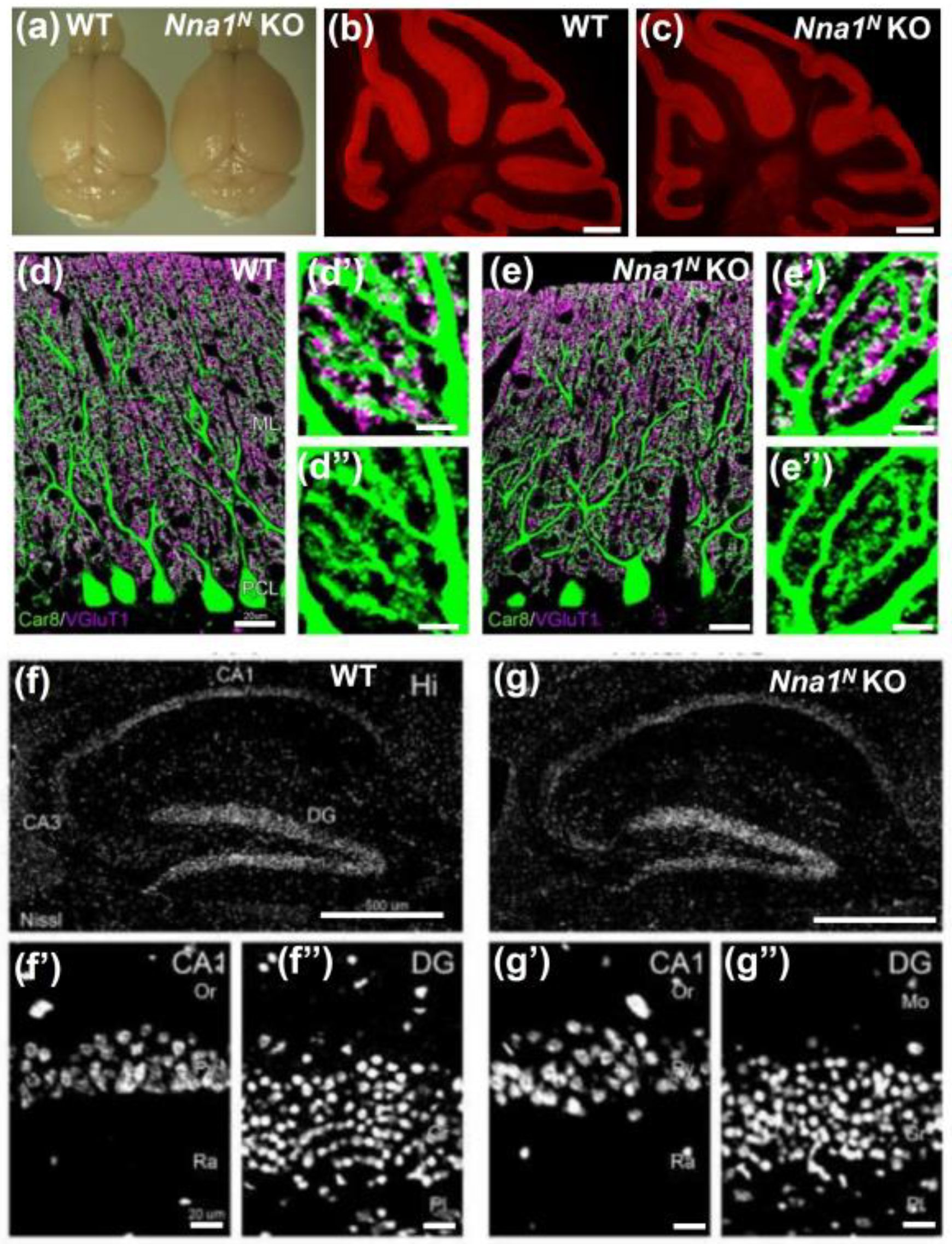 Ijms 23 12961 g002 Ijms 23 12961 g002