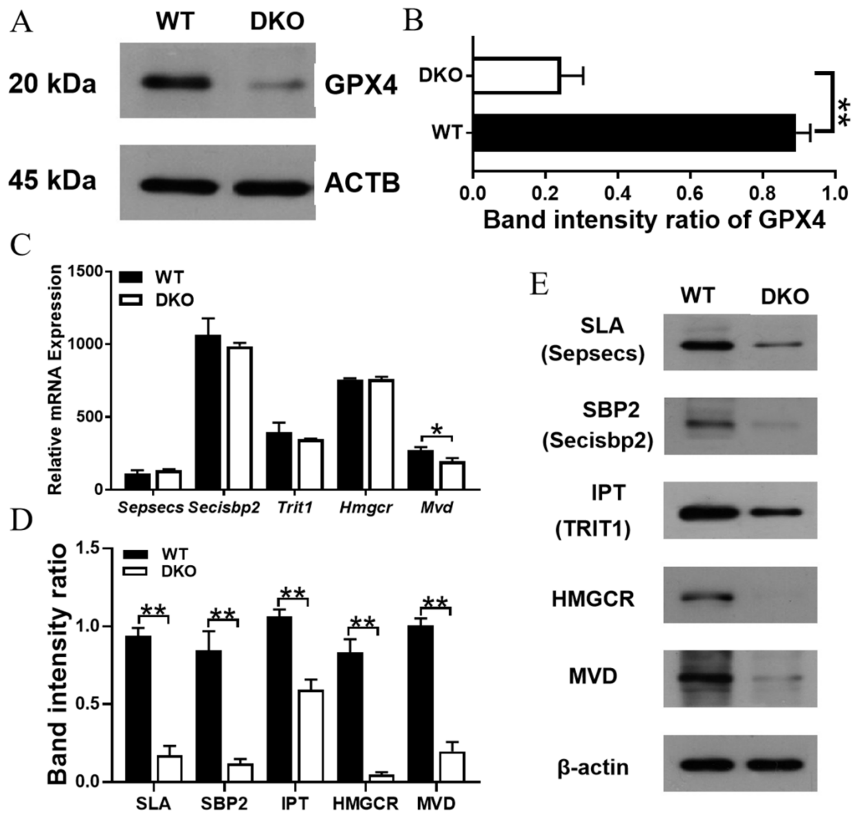 Ijms 23 12962 g007 Ijms 23 12962 g007