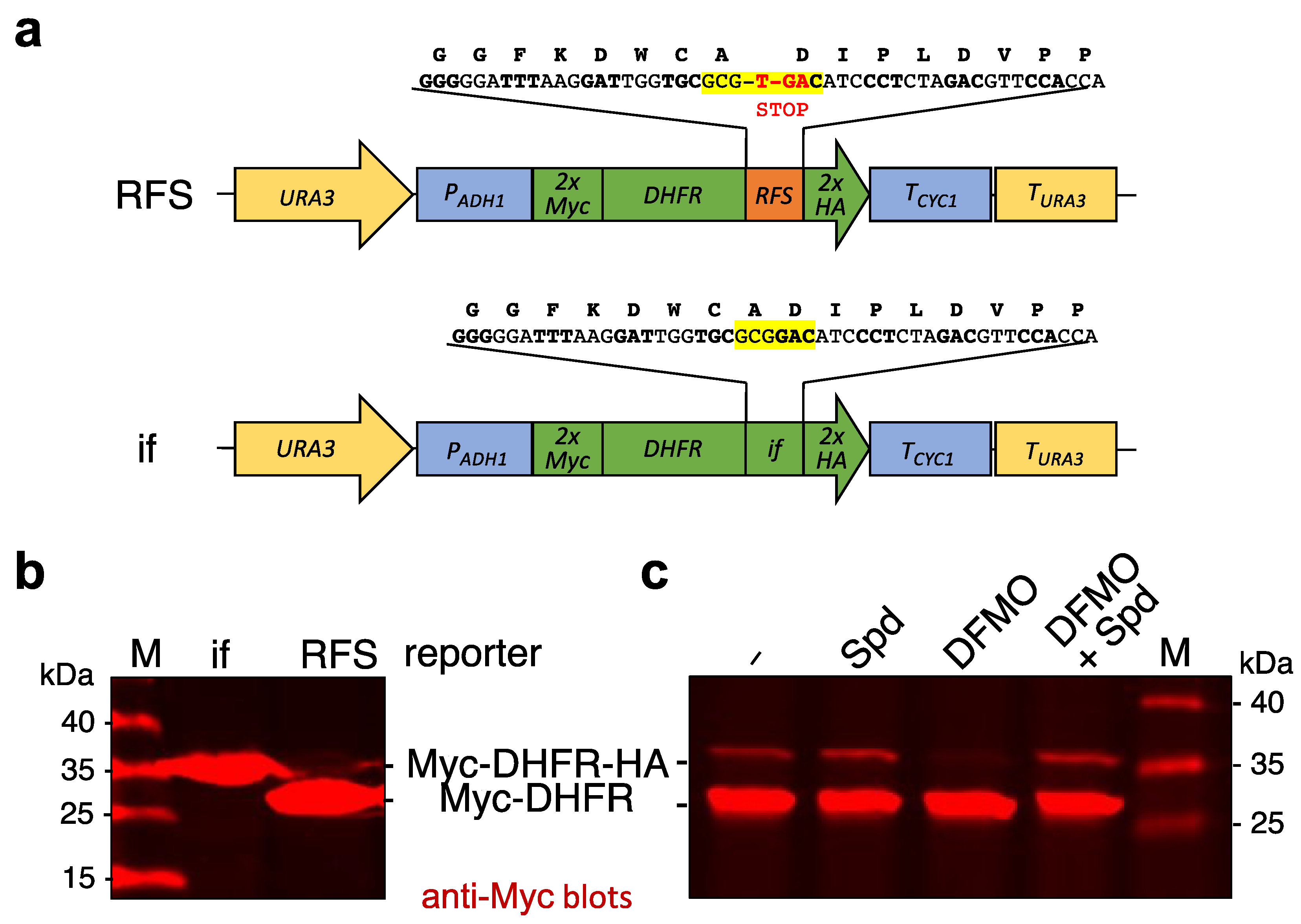 Ijms 23 12972 g001 Ijms 23 12972 g001