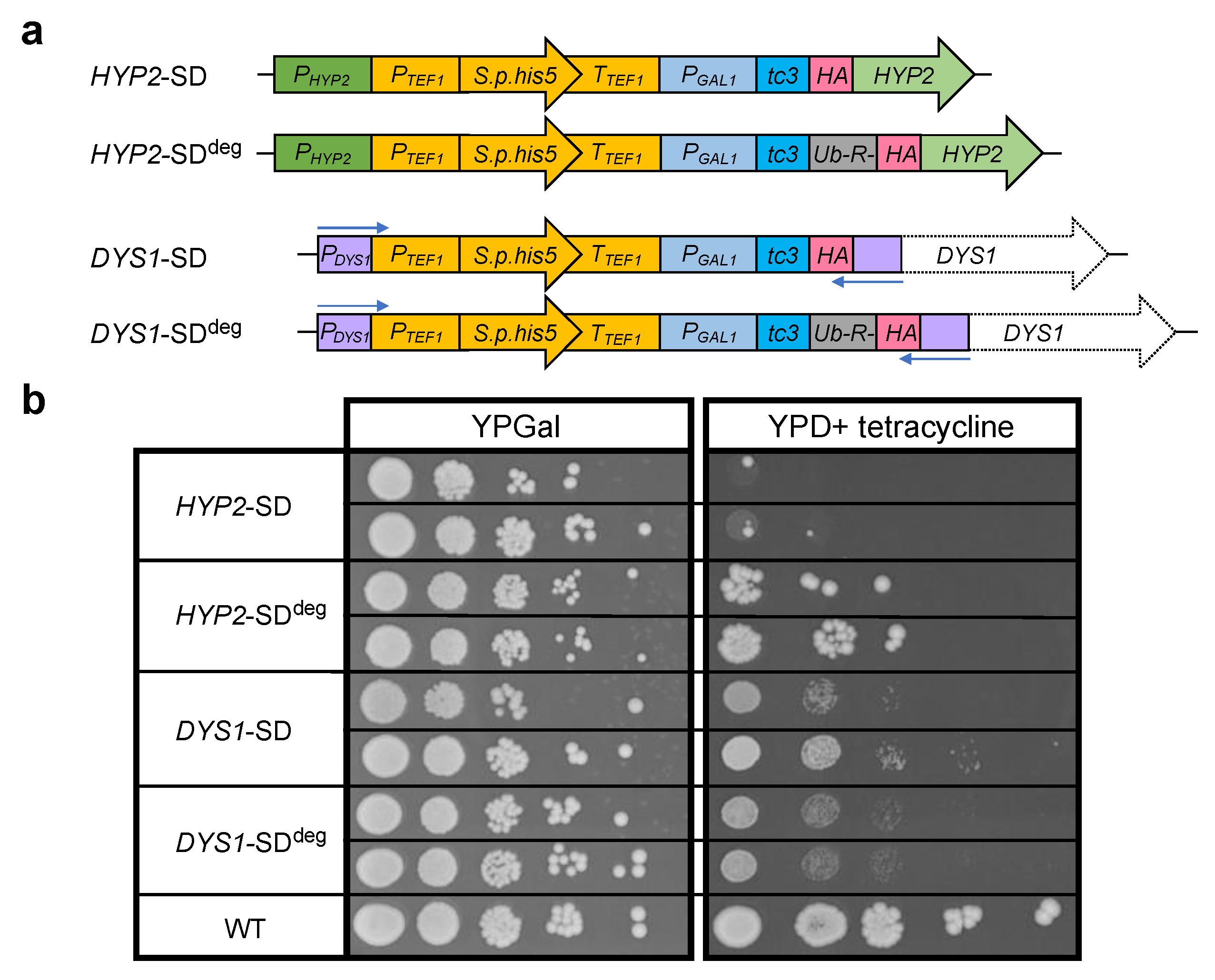 Ijms 23 12972 g002 Ijms 23 12972 g002