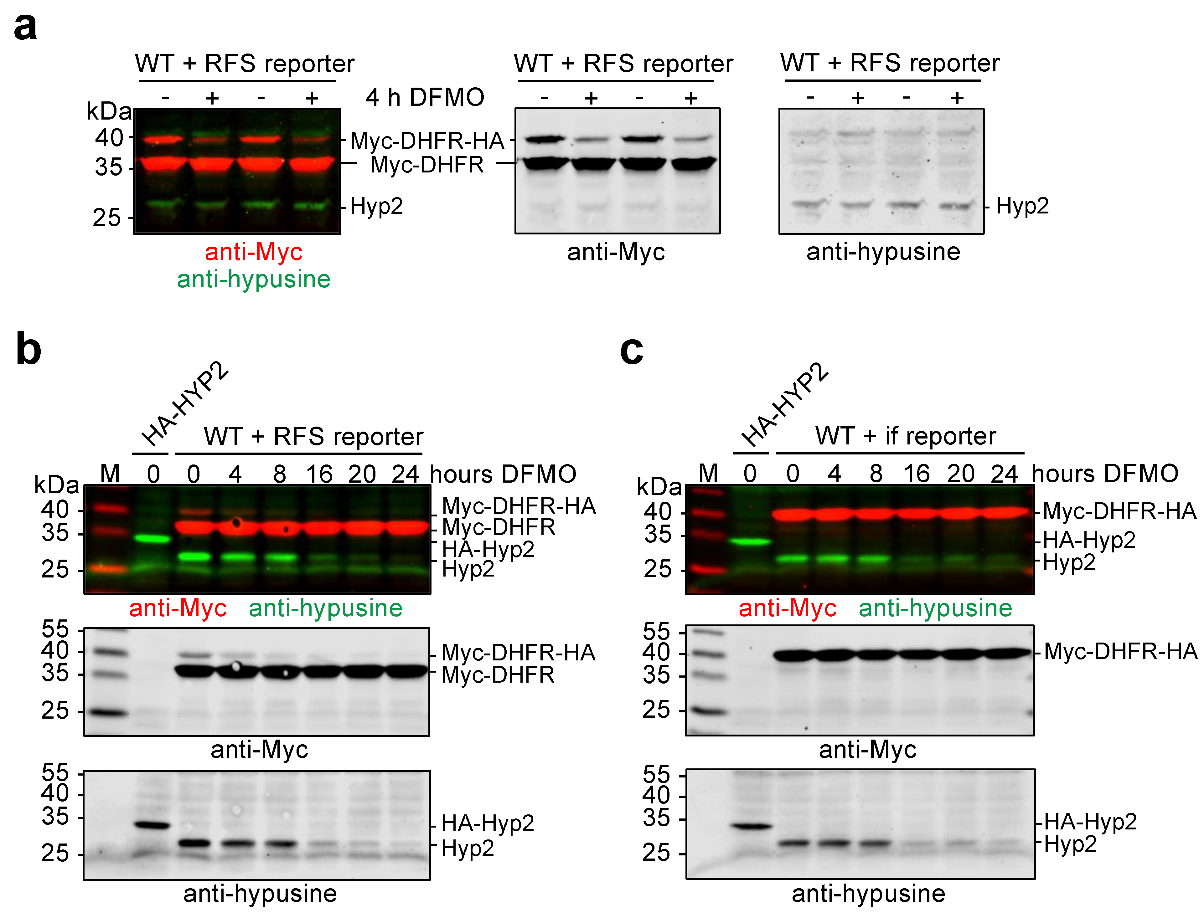 Ijms 23 12972 g005 Ijms 23 12972 g005