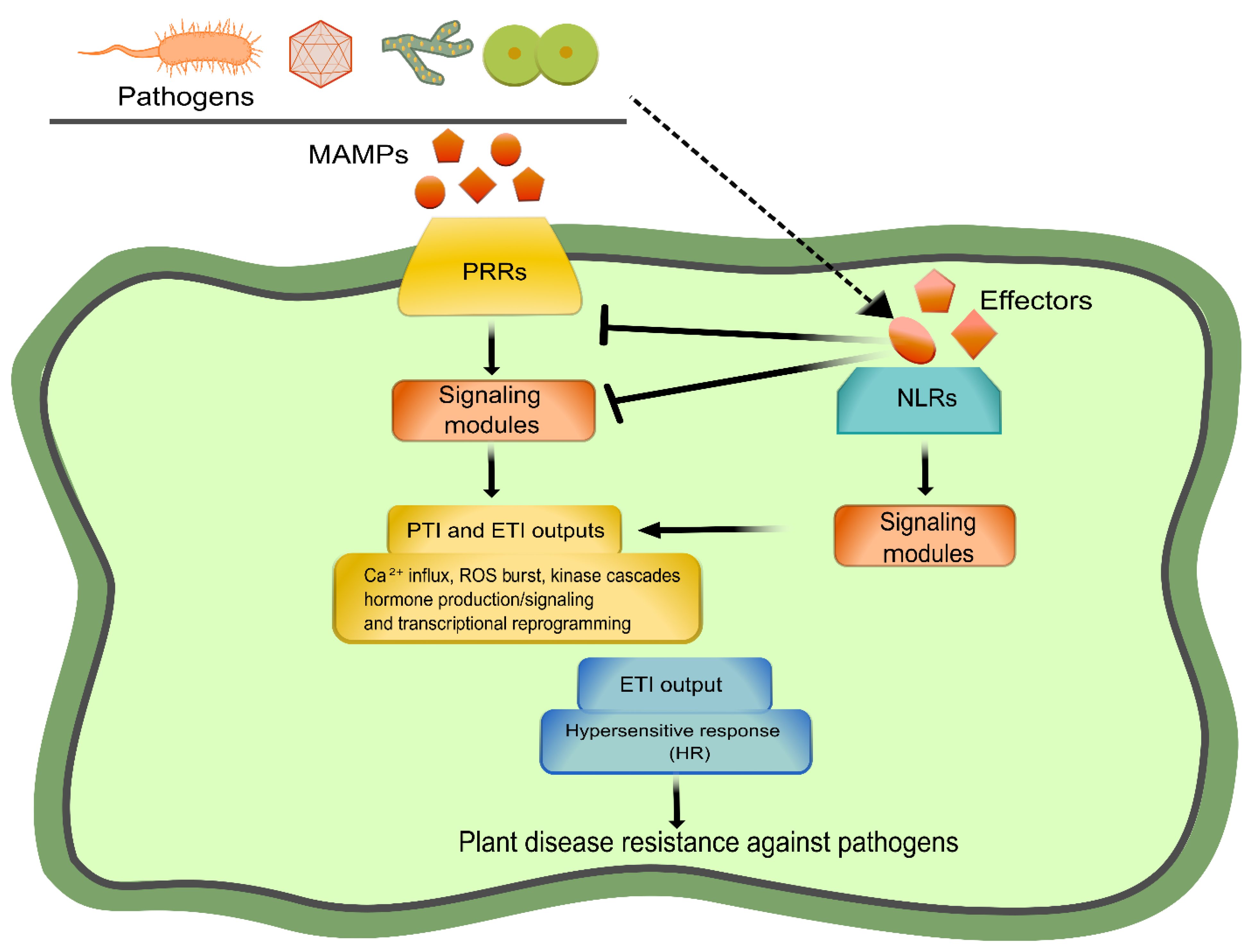 IJMS | Free Full-Text | An Overview of PRR- and NLR-Mediated Immunities:  Conserved Signaling Components across the Plant Kingdom That Communicate  Both Pathways