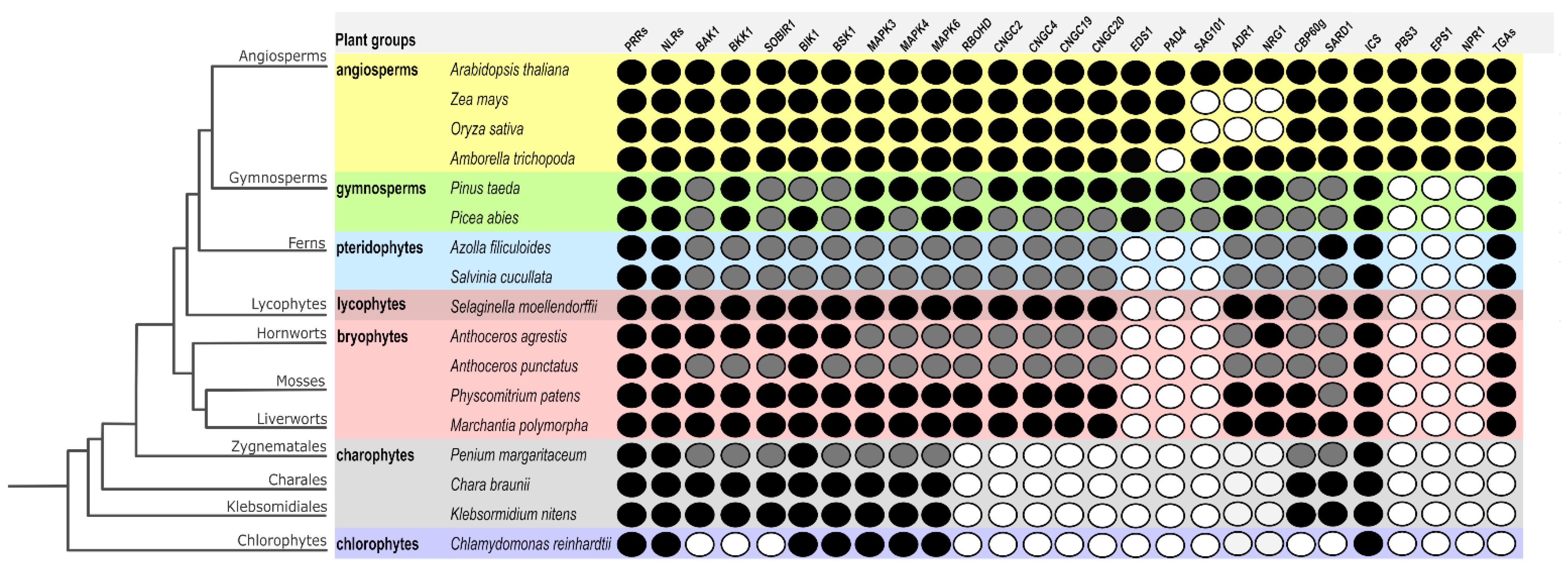 Ijms 23 12974 g005 Ijms 23 12974 g005