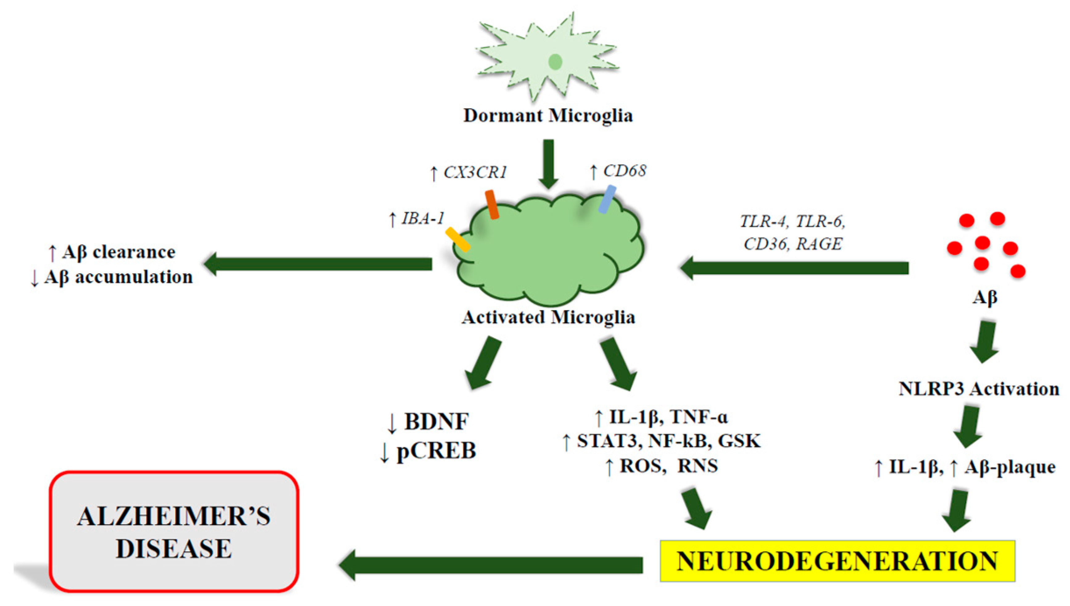 IJMS | Free Full-Text | Microglia And Alzheimer’s Disease