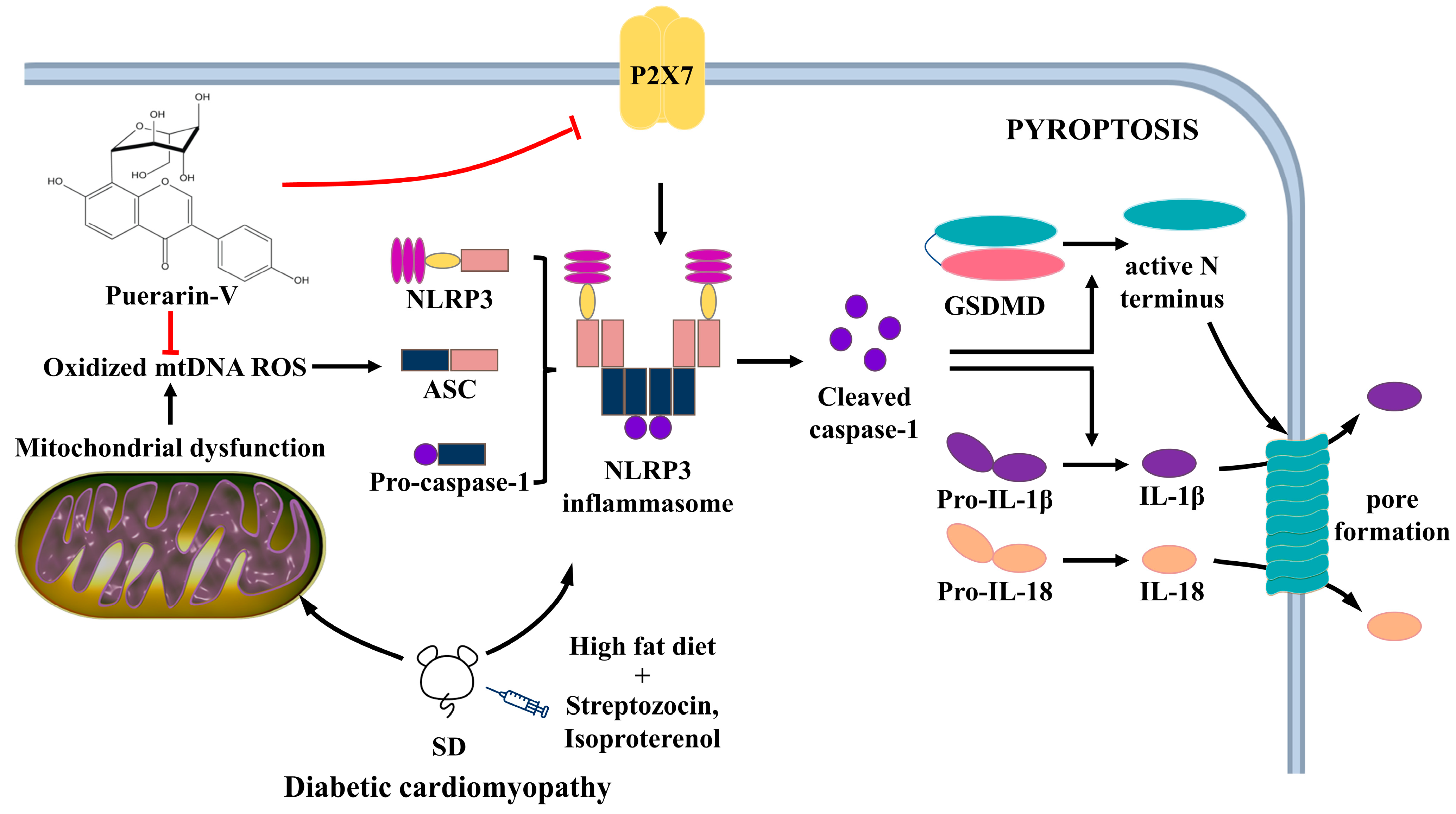 Ijms 23 13015 g012 Ijms 23 13015 g012