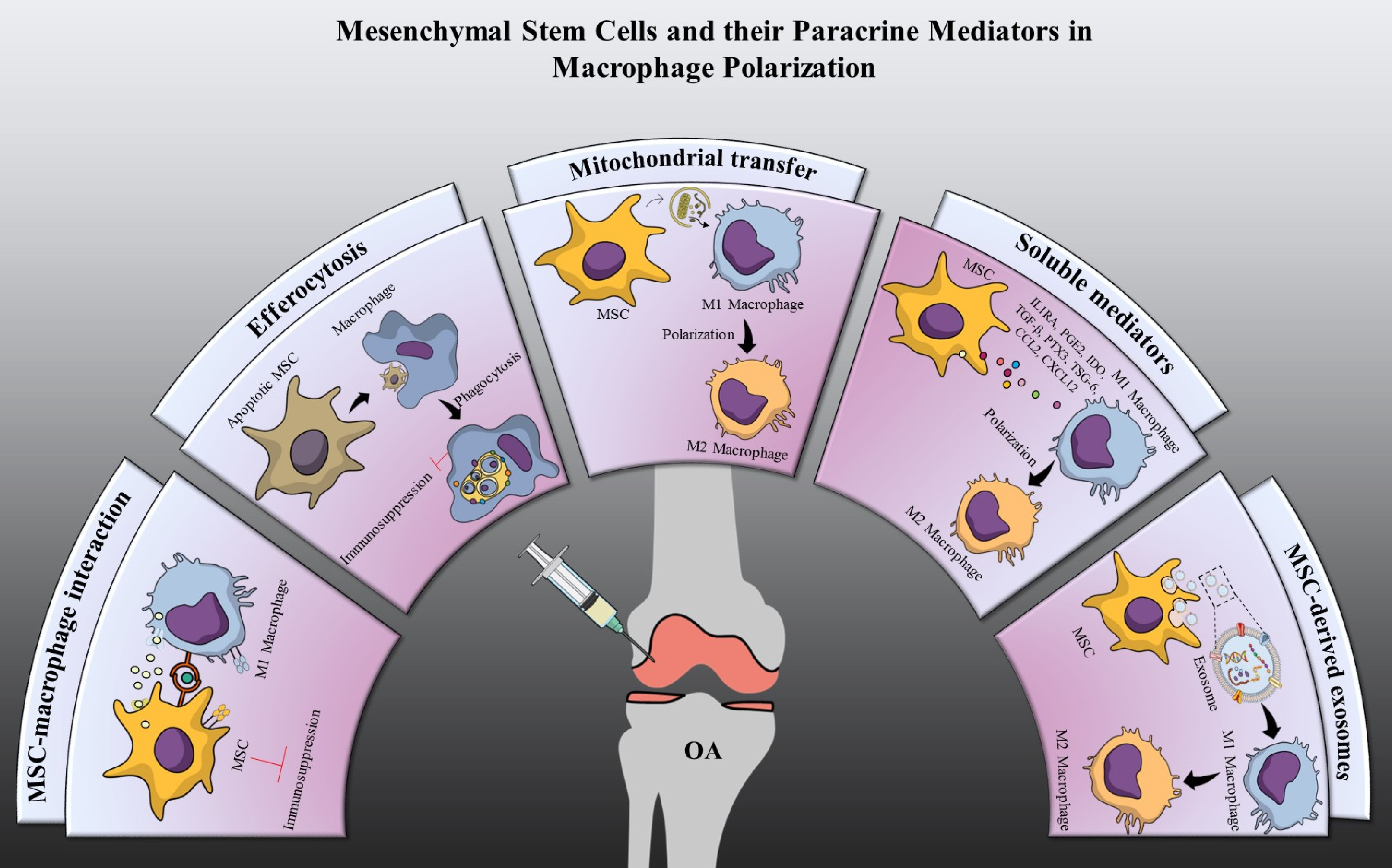 Transcription factor KLF4 regulated STAT1 to promote M1 polarization of  macrophages in rheumatoid arthritis