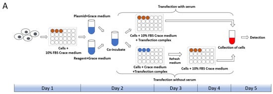 IJMS | Free Full-Text | Optimization and Application of CRISPR/Cas9 ...