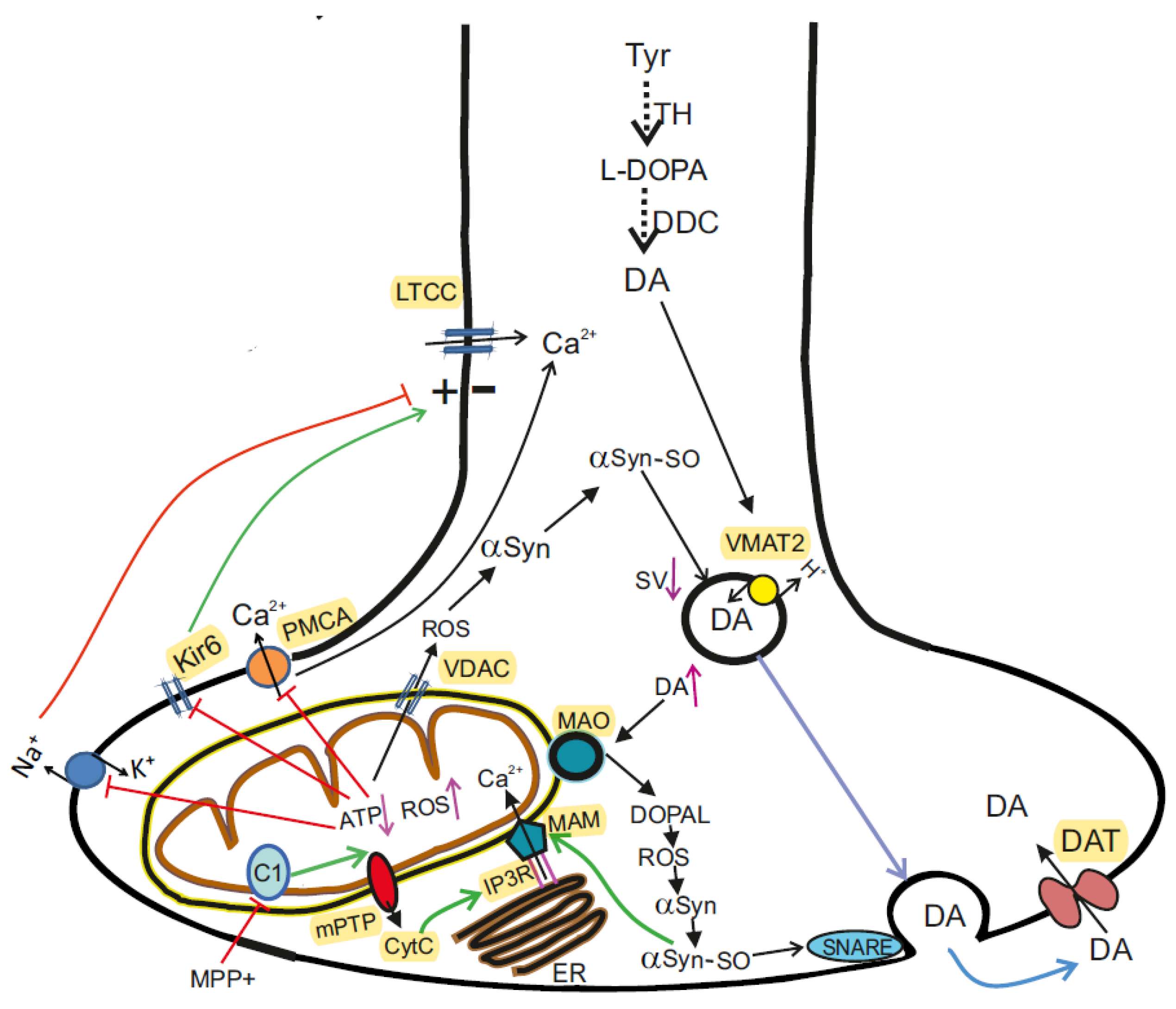 IJMS | Free Full-Text | Molecular and Cellular Interactions in Pathogenesis  of Sporadic Parkinson Disease