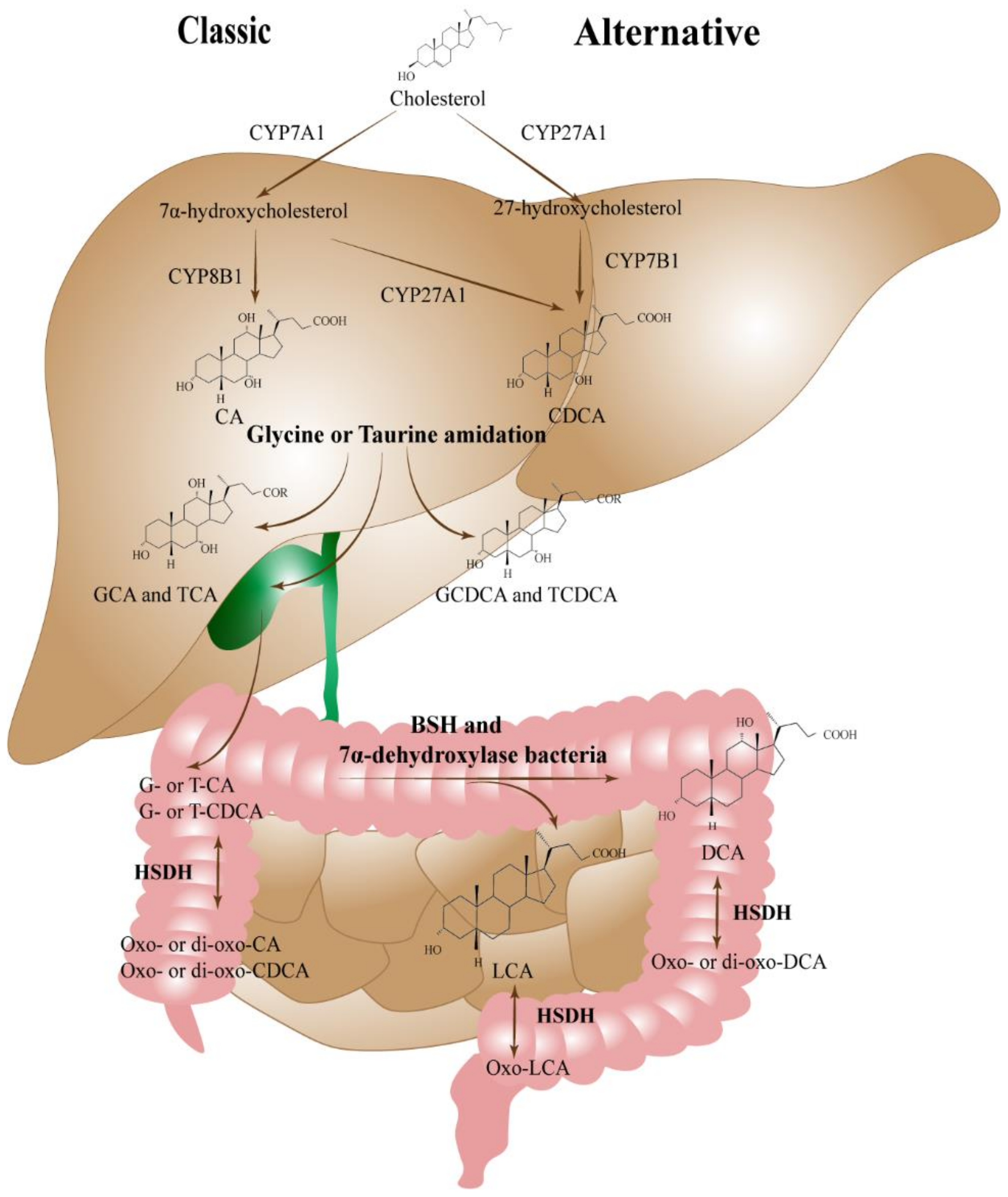 Ijms 23 13045 g001 Ijms 23 13045 g001
