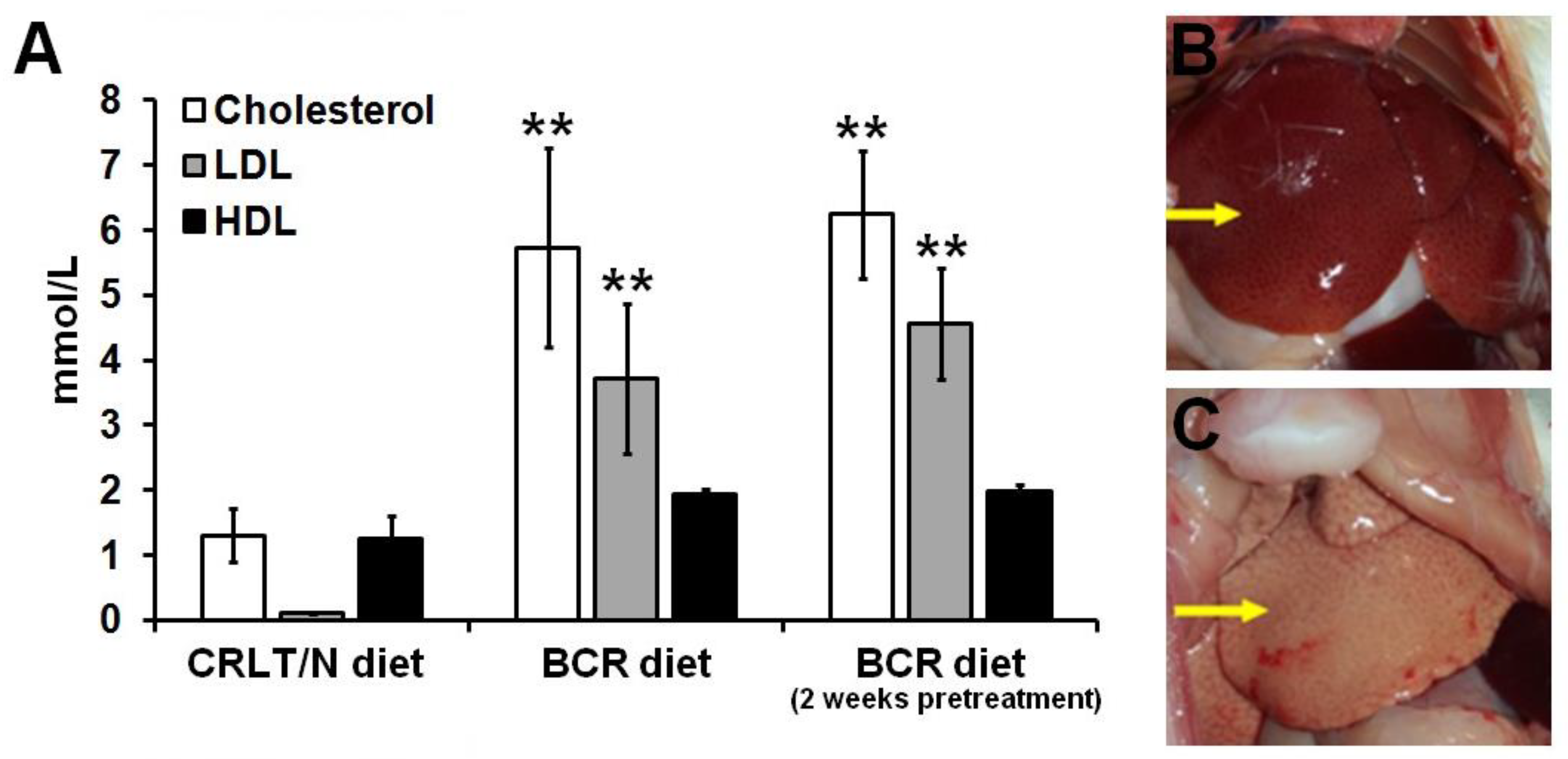 Ijms 23 13060 g001 Ijms 23 13060 g001