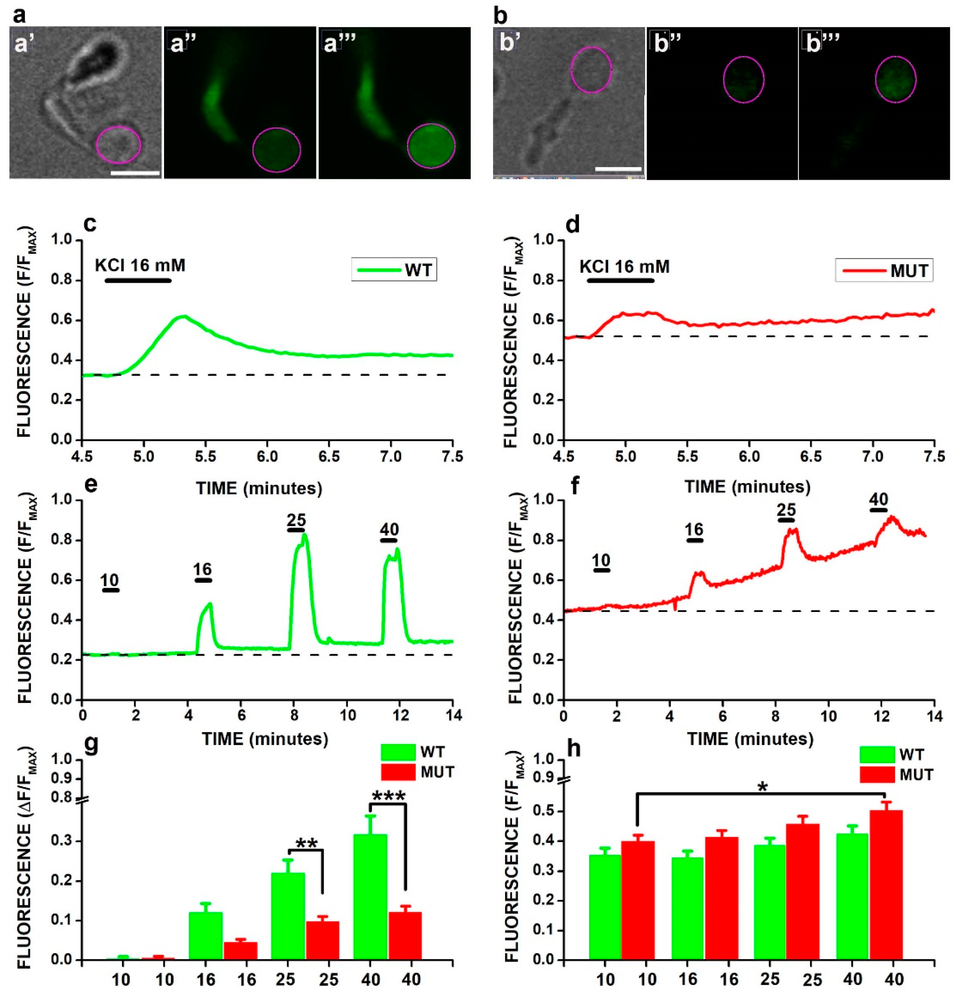 Ijms 23 13080 g002 Ijms 23 13080 g002