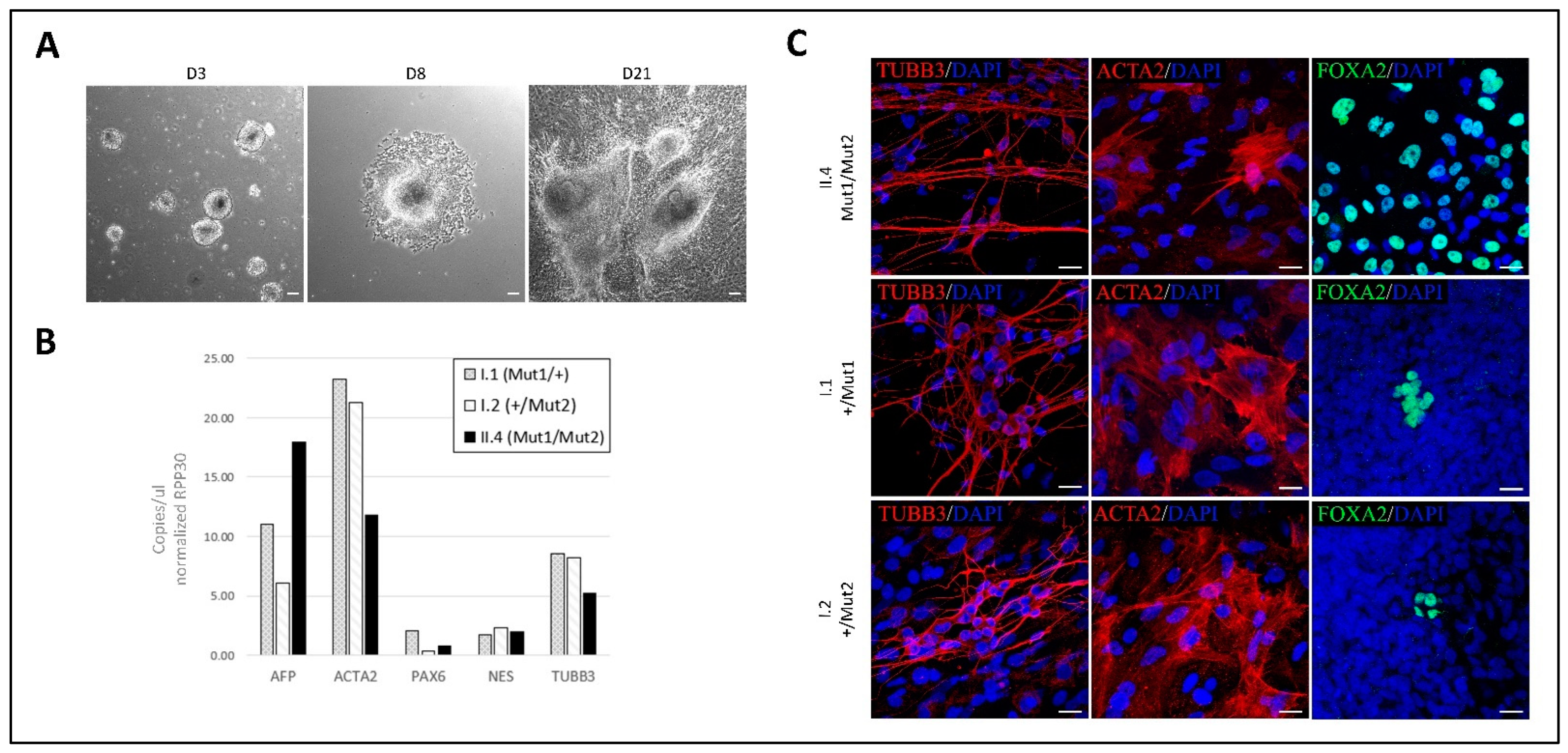 Ijms 23 13095 g003 Ijms 23 13095 g003