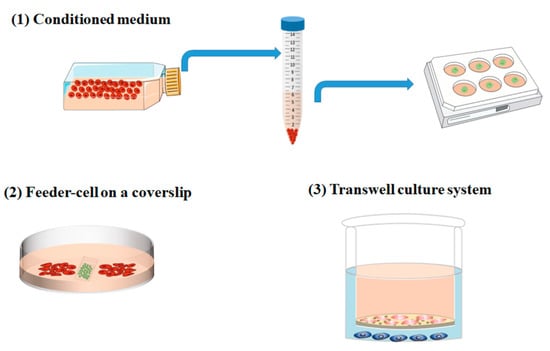 IJMS | Free Full-Text | From 2D to 3D Co-Culture Systems: A Review