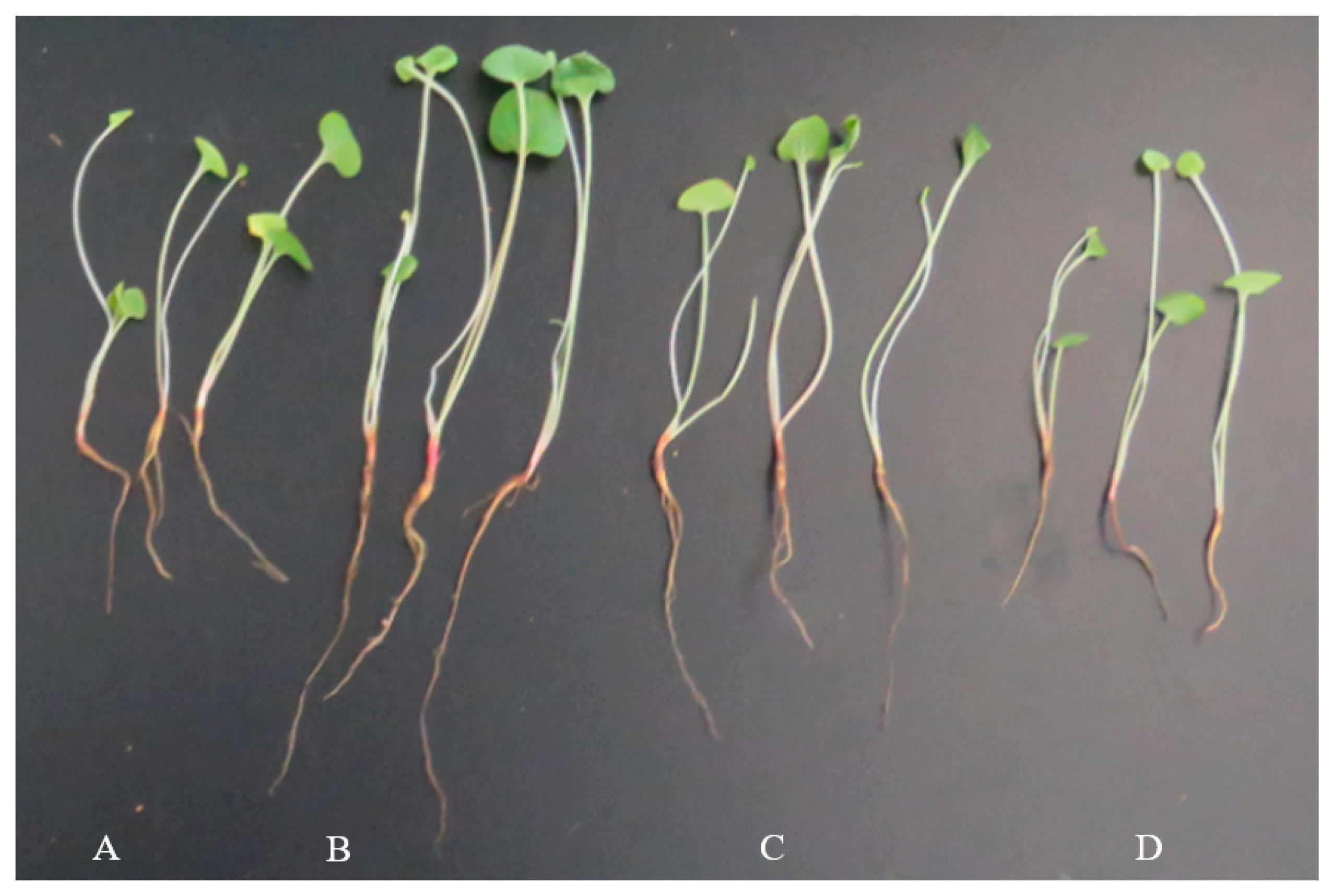 Ijms 23 13132 g002 Ijms 23 13132 g002