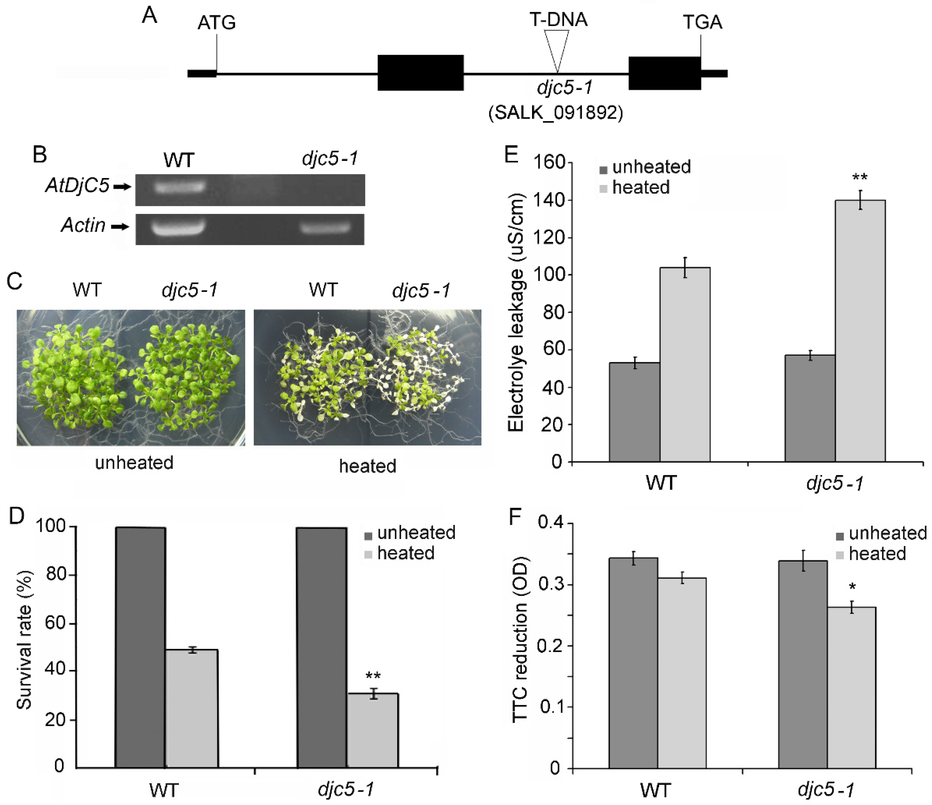 IJMS | Free Full-Text | The Arabidopsis J-Protein AtDjC5