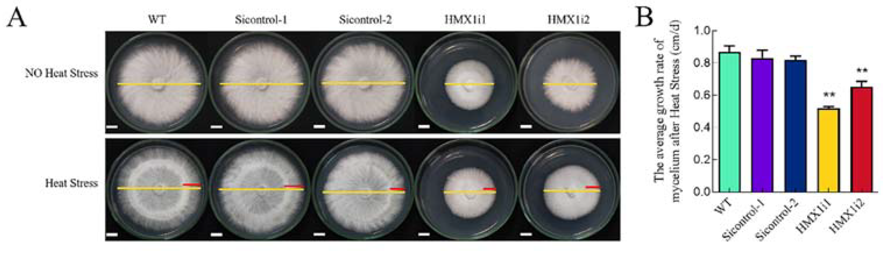 Ijms 23 13147 g002 Ijms 23 13147 g002