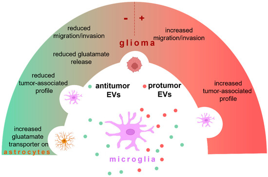 IJMS | Free Full-Text | Microglial Extracellular Vesicles as