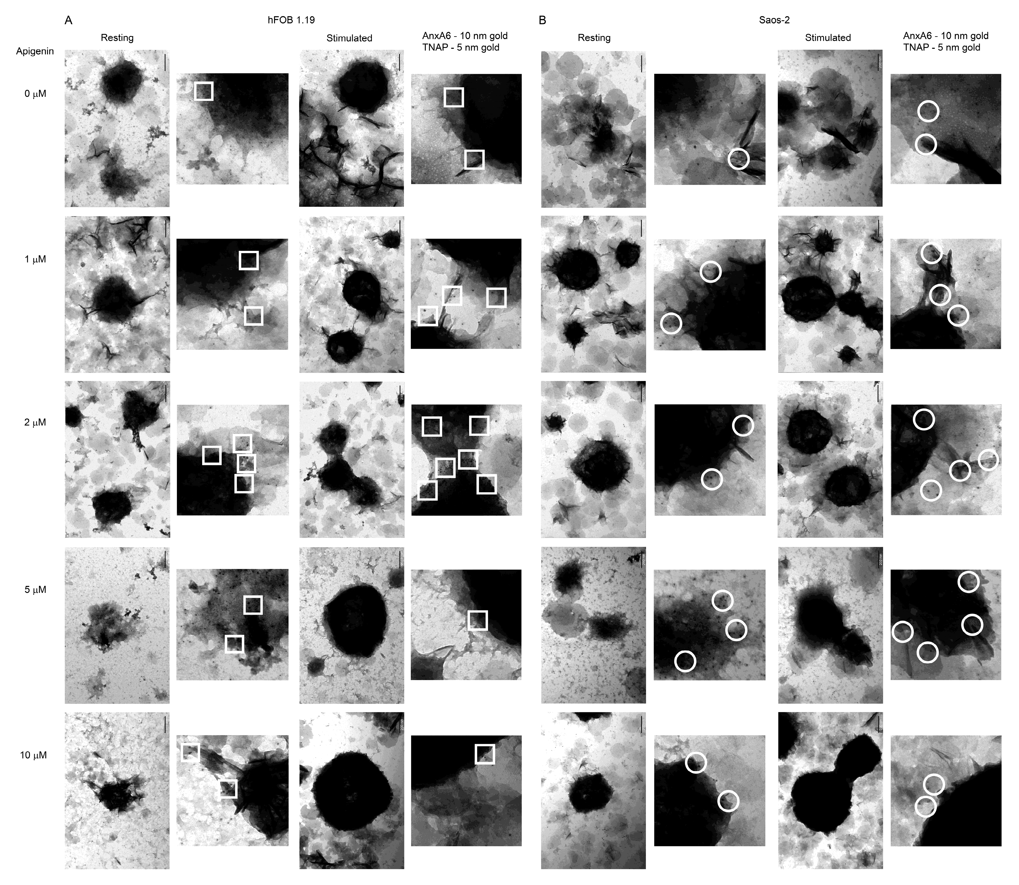 Ijms 23 13179 g008 Ijms 23 13179 g008