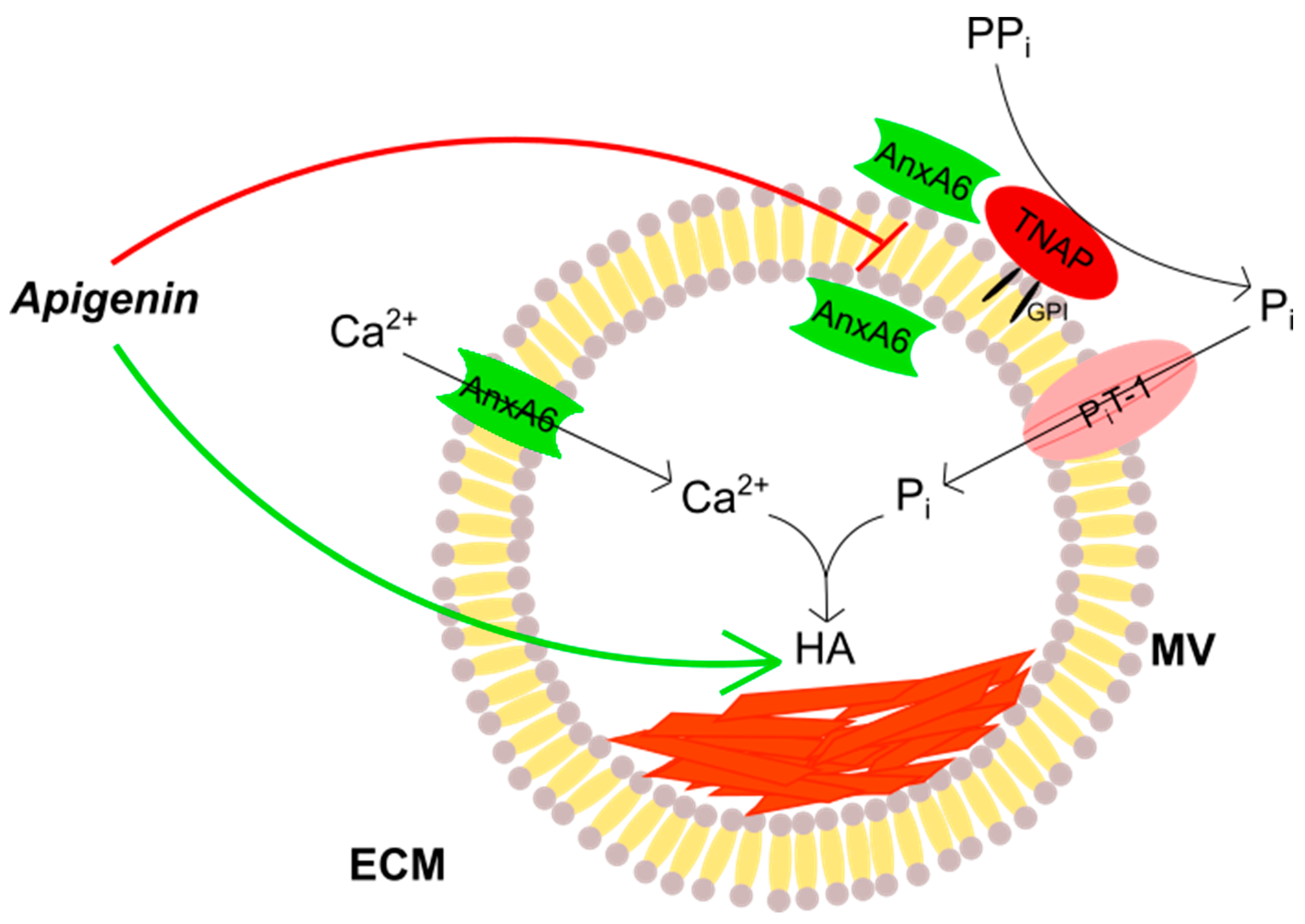 Ijms 23 13179 g009 Ijms 23 13179 g009