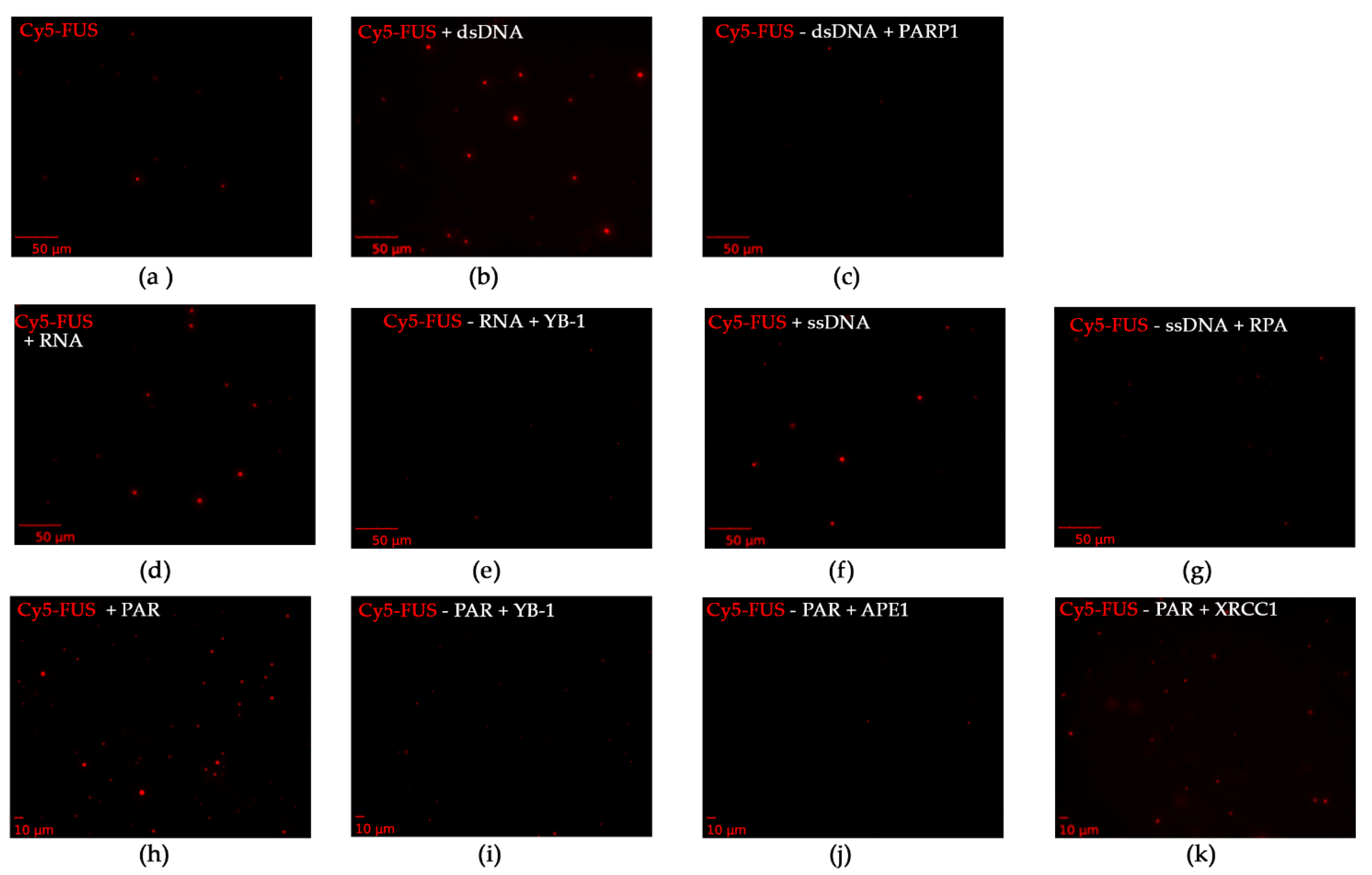 Ijms 23 13200 g007 Ijms 23 13200 g007