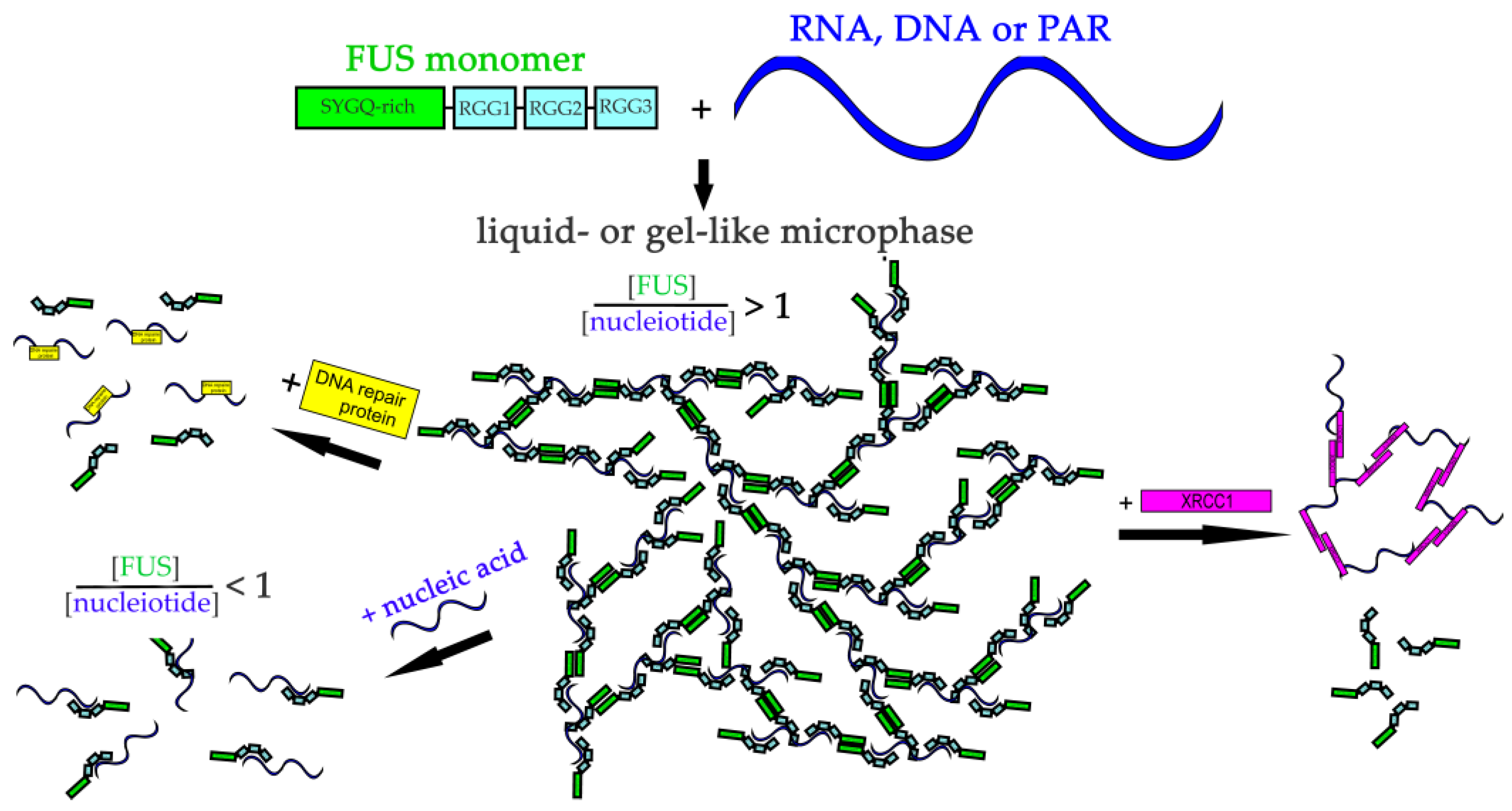Ijms 23 13200 g009 Ijms 23 13200 g009