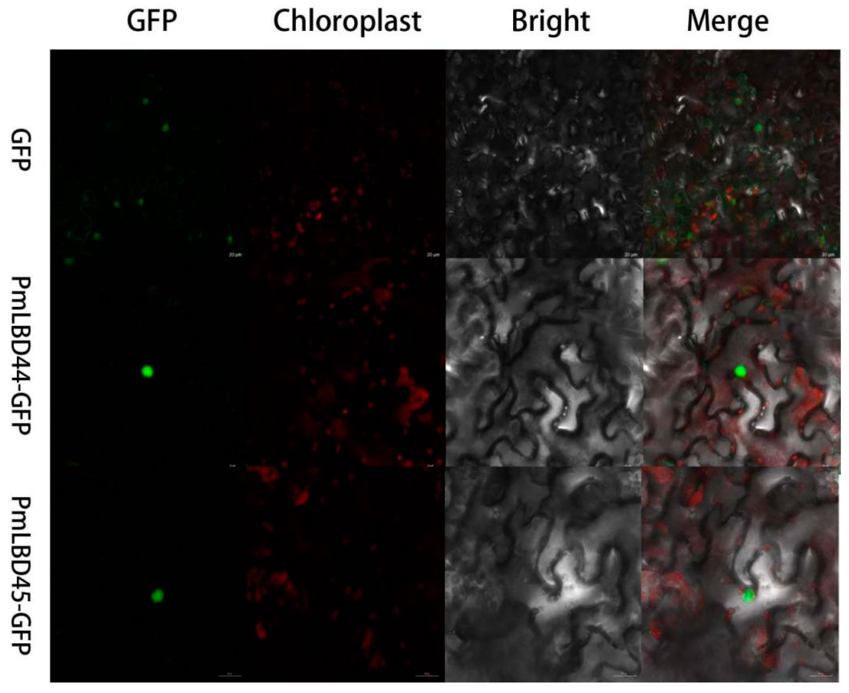 Ijms 23 13215 g002 Ijms 23 13215 g002