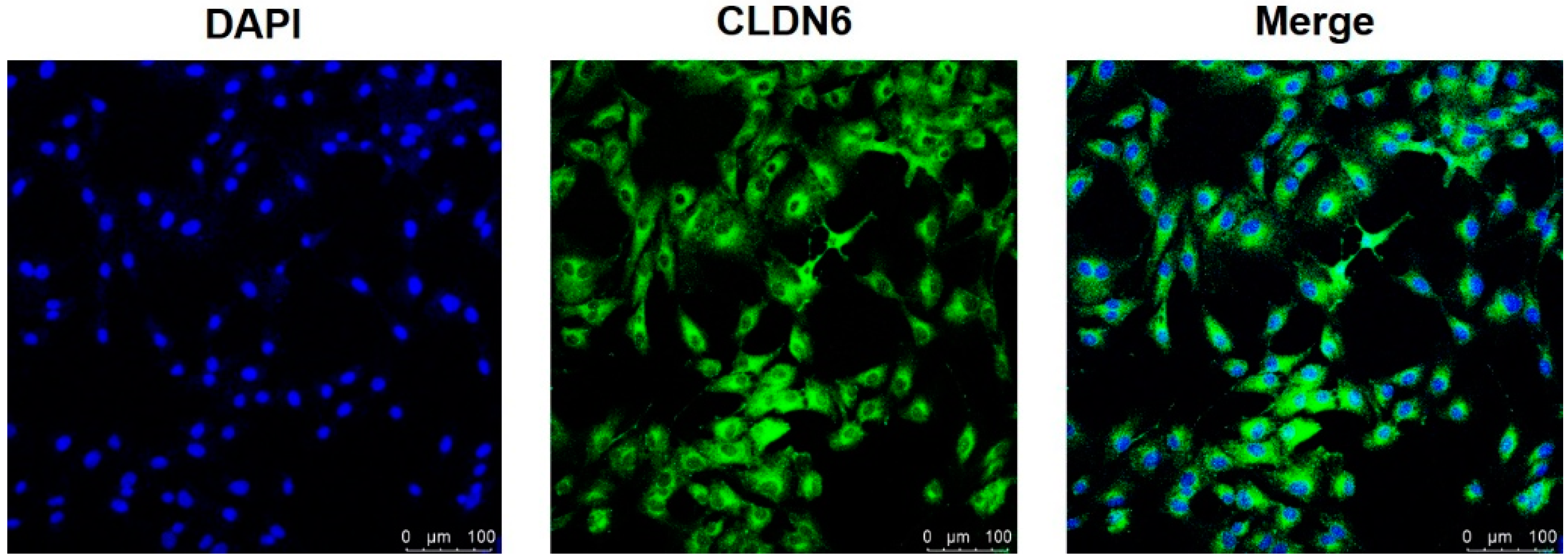 Ijms 23 13222 g002 Ijms 23 13222 g002