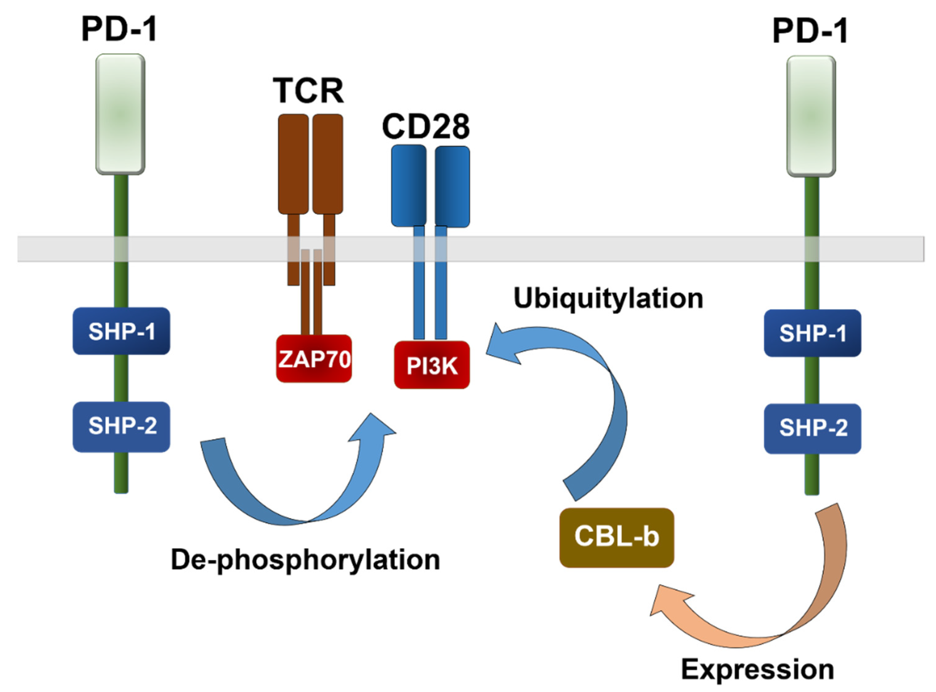 IJMS | Free Full-Text | Systemic CD4 Immunity and PD-L1/PD-1 Blockade  Immunotherapy