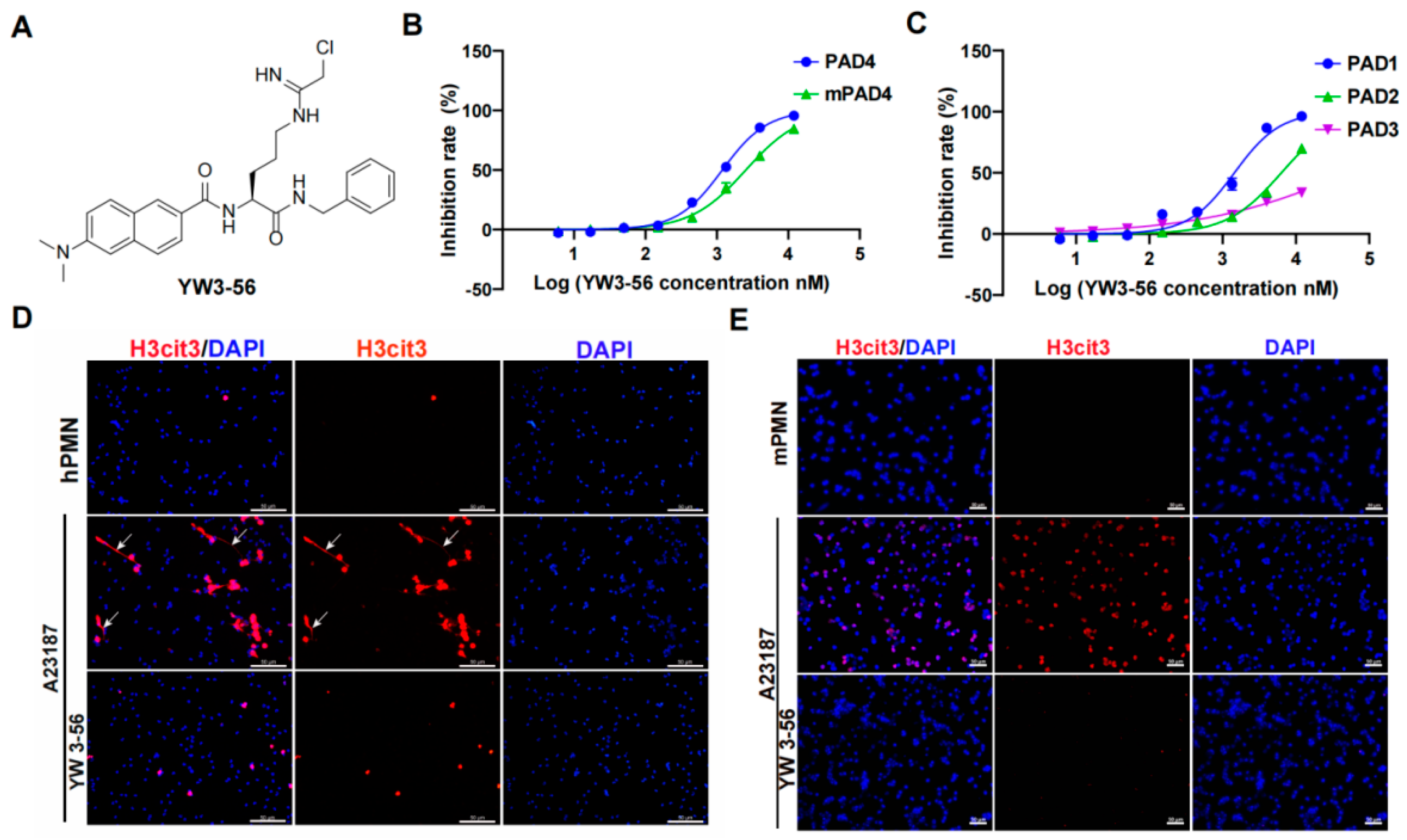 IJMS | Free Full-Text | Inhibition of Netosis with PAD Inhibitor Attenuates  Endotoxin Shock Induced Systemic Inflammation