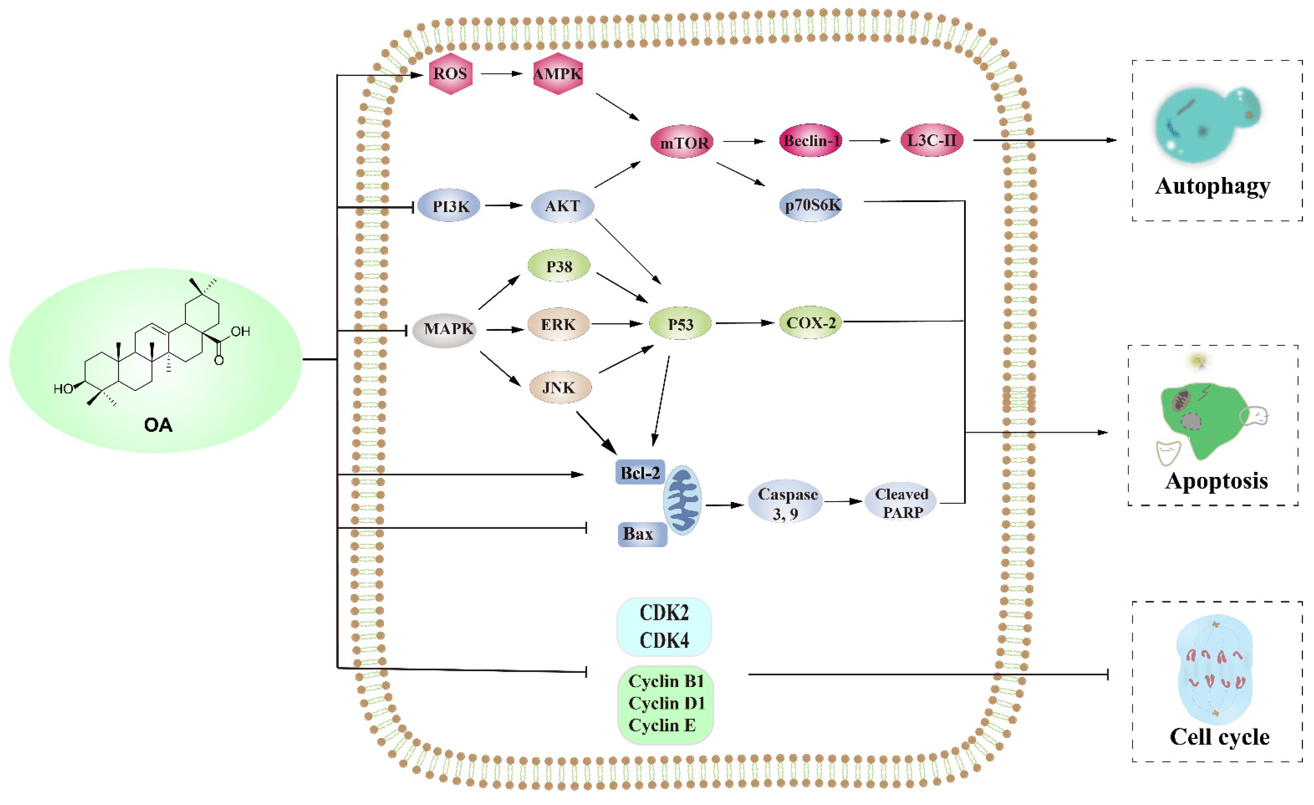 Ijms 23 13291 g003 Ijms 23 13291 g003