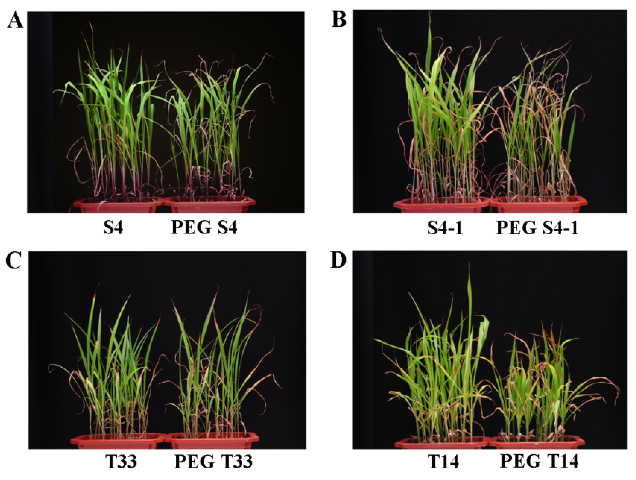 Ijms 23 13297 g002 Ijms 23 13297 g002