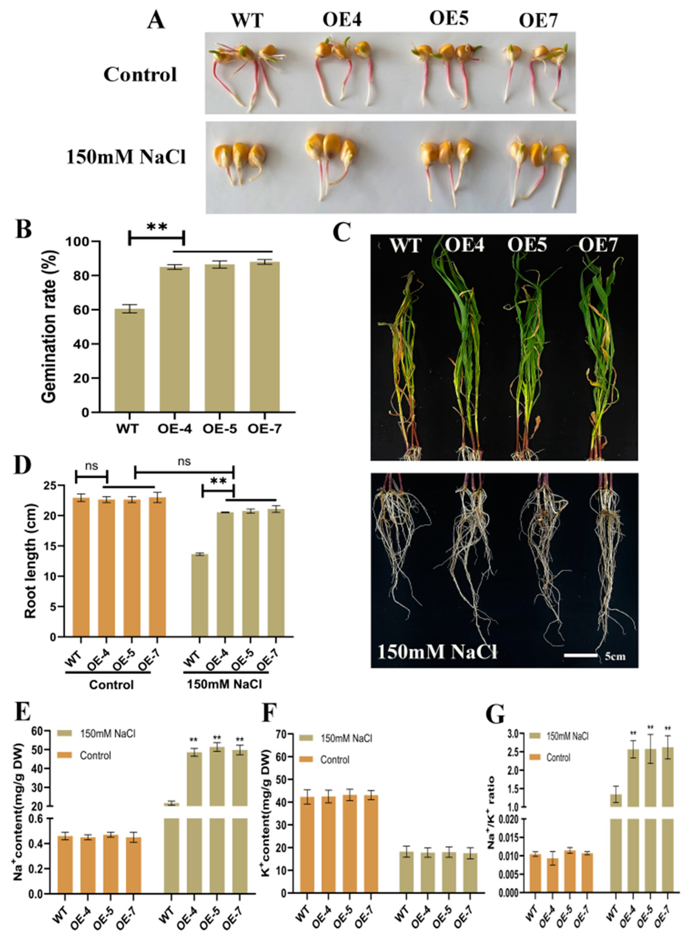Ijms 23 13349 g004 Ijms 23 13349 g004