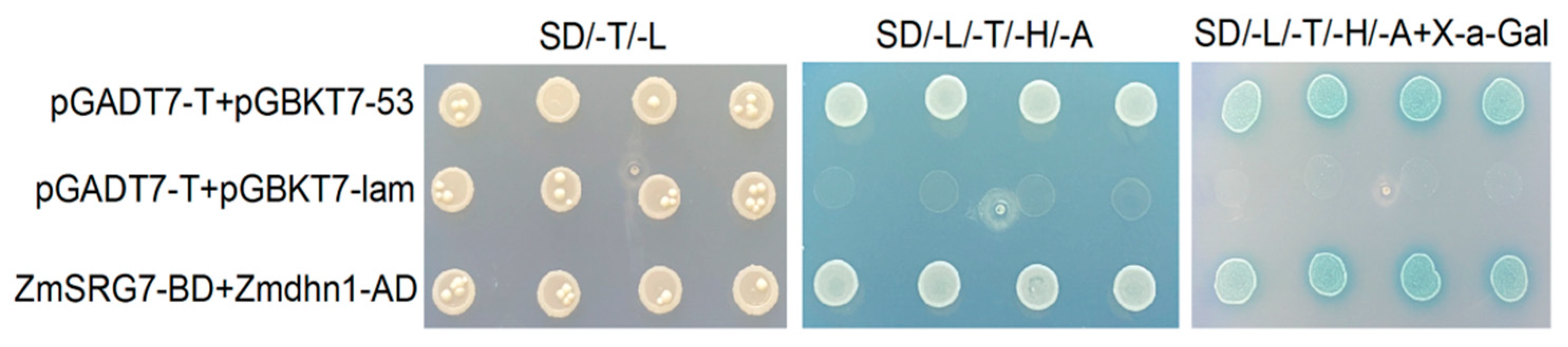 Ijms 23 13349 g008 Ijms 23 13349 g008