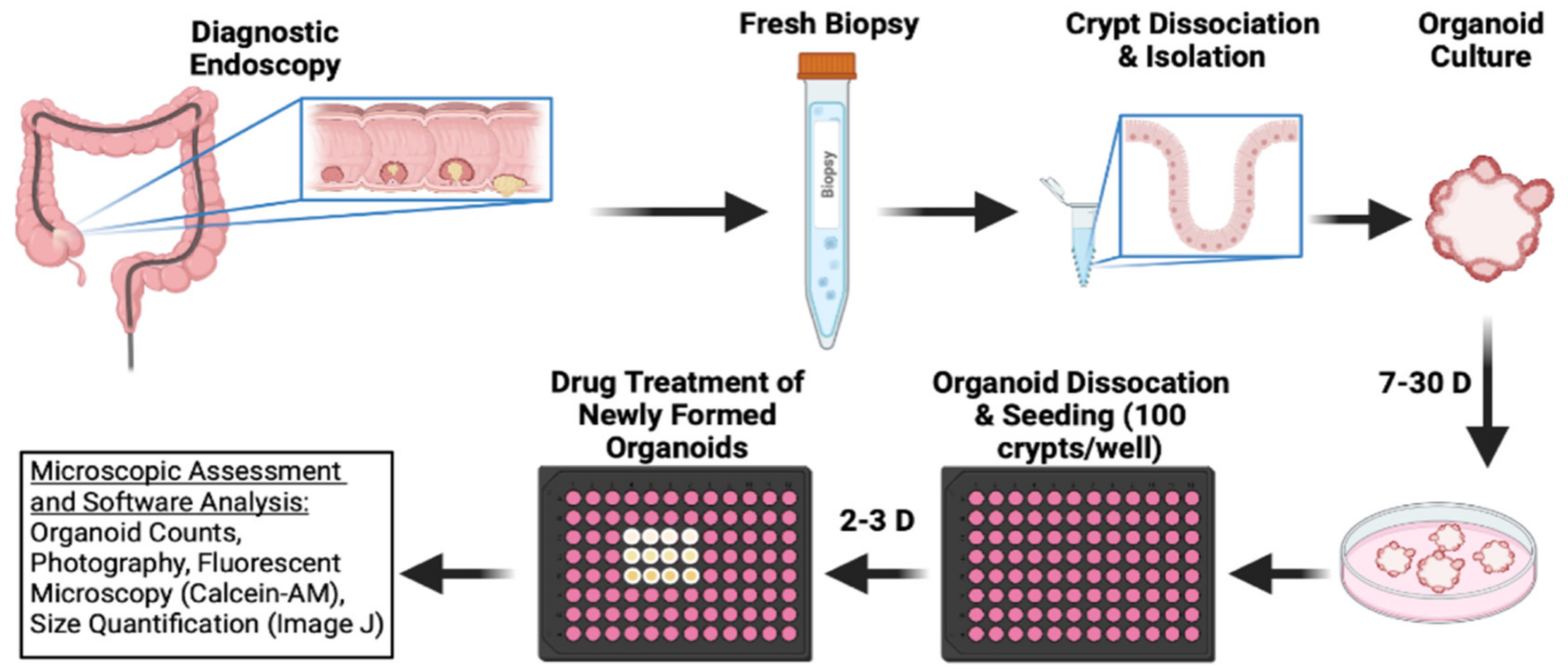 Ijms 23 13354 g004 Ijms 23 13354 g004