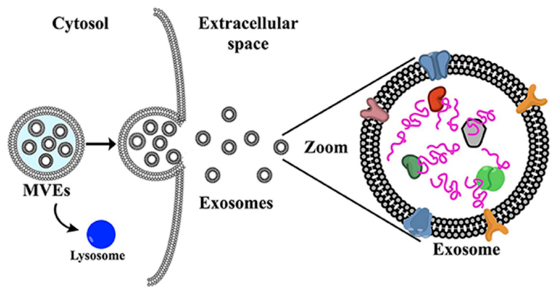 IJMS | Free Full-Text | Anticancer Nanotherapeutics in Clinical Trials: The  Work behind Clinical Translation of Nanomedicine