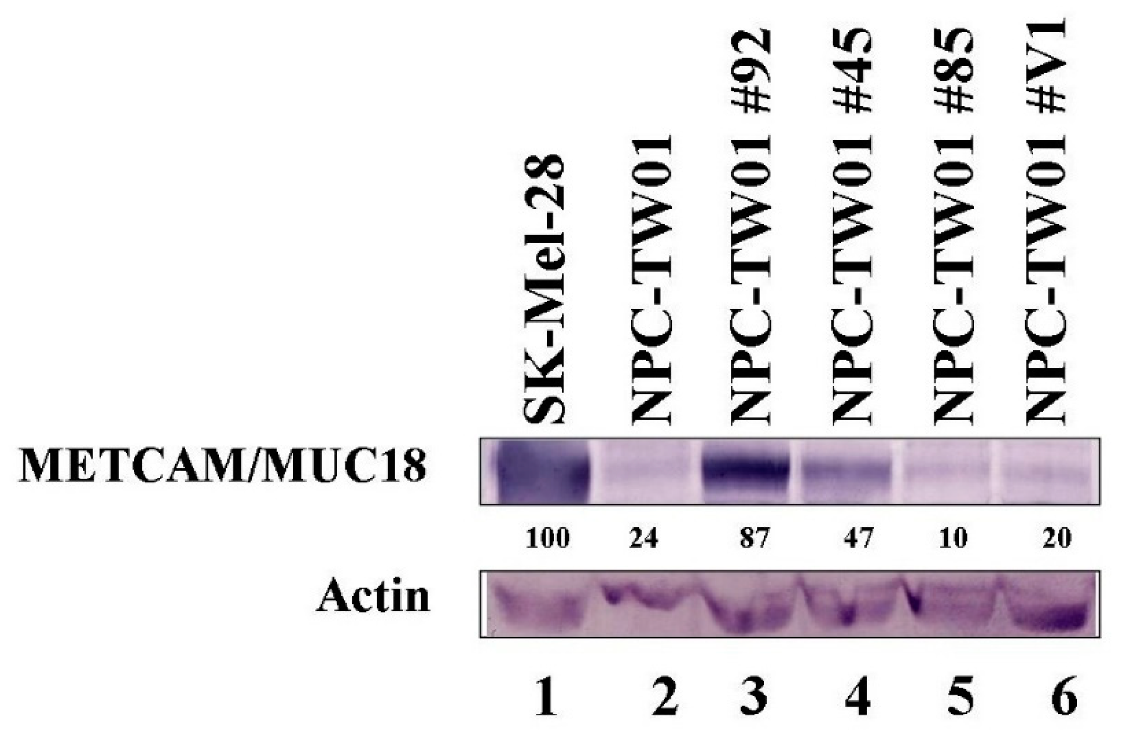 https://www.mdpi.com/ijms/ijms-23-13389/article_deploy/html/images/ijms-23-13389-g001.png